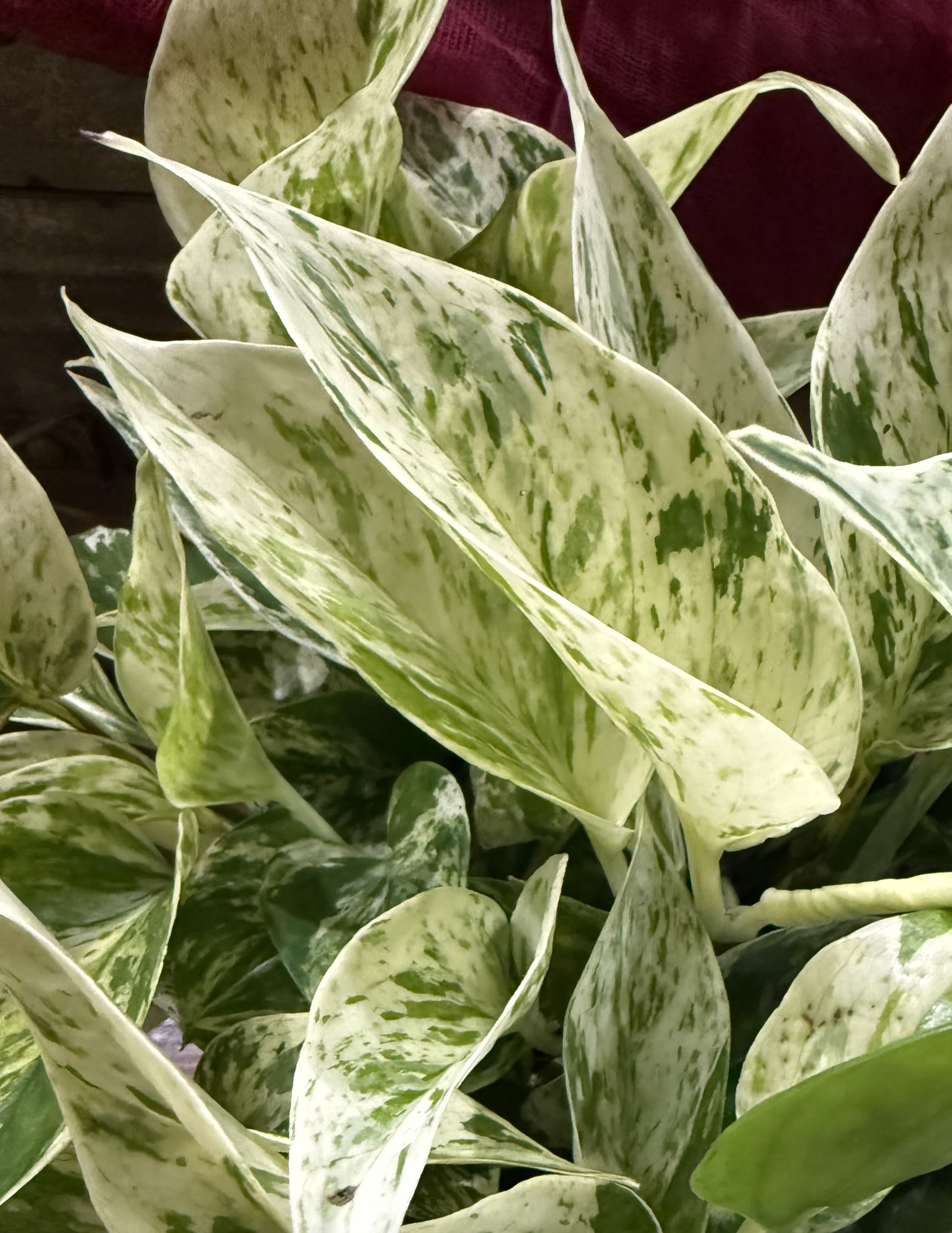 6 Inch Vining Plant in Terracotta Pot - Assorted beautiful vining plant