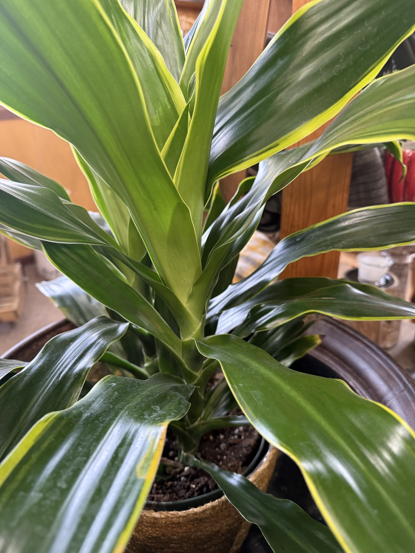 Dracaena Lemon Lime Plant - 10" Dracaena Lemon Lime in a basket