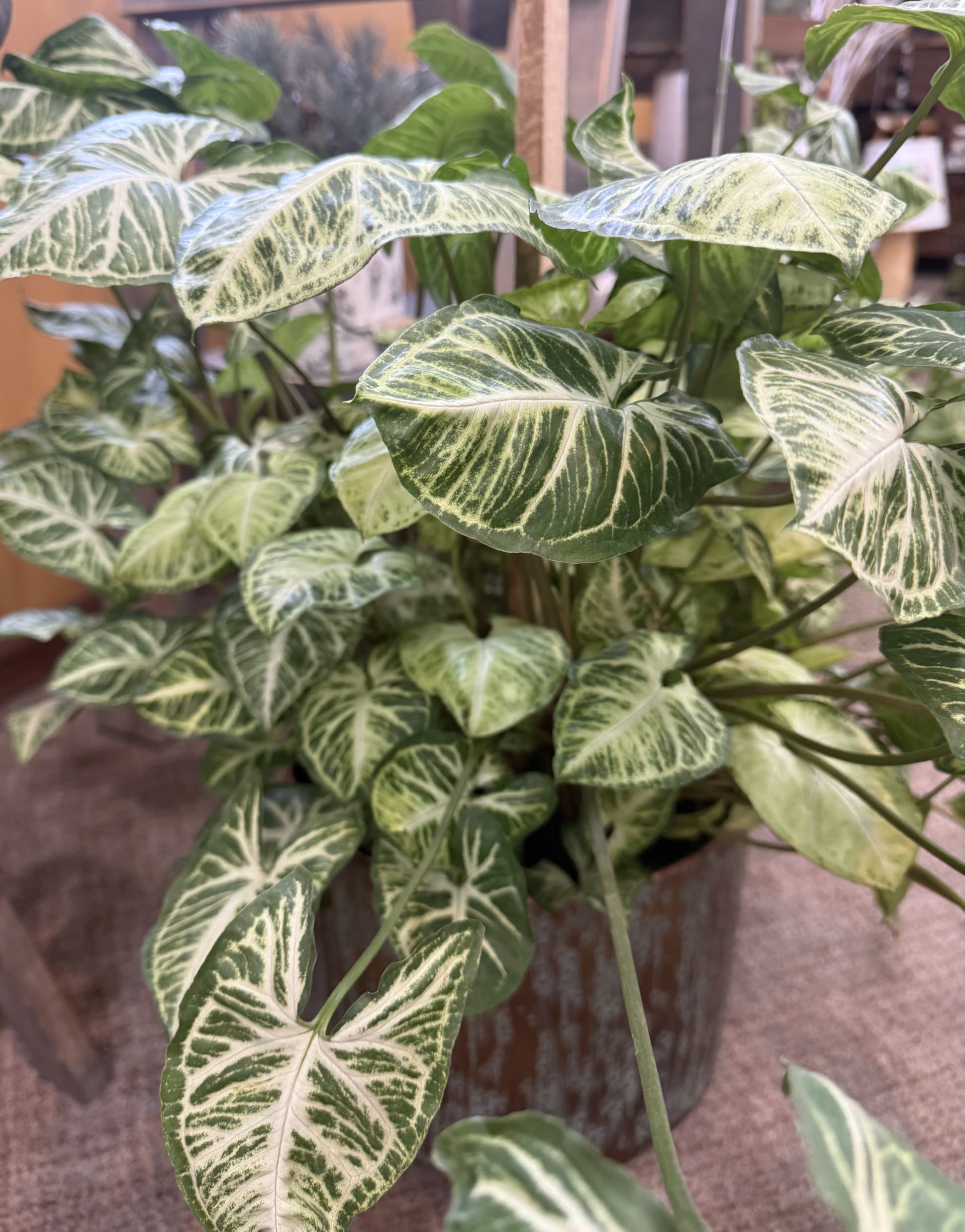 Nephthytis 10 Inch With a Pole - Unique, stunning nephthytis plant growing up a pole.  Comes with basket.  Decorative pot sold separately.