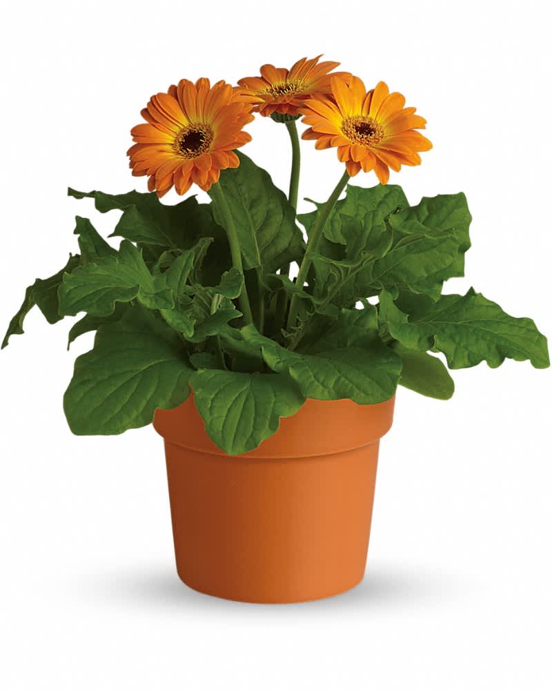 Rainbow Rays Potted Gerbera - Orange - Distinctly pretty and cheerful, the orange gerbera is a shining gift to send. Easy on the wallet, easy to take care of and super easy to love! A flowering gerbera is delivered in a charming terra-cotta pot. These orange rays guarantee brighter days.
