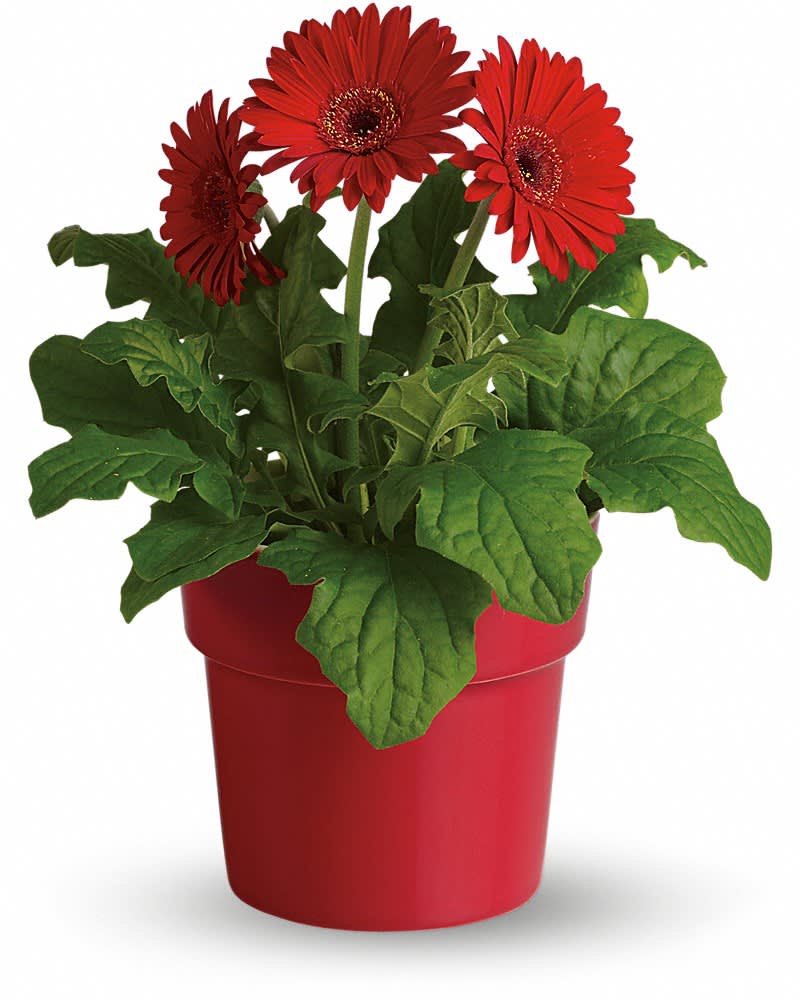 Rainbow Rays Potted Gerbera - Red - The word gerbera actually means cheerfulness. And the red gerbera certainly is cheerful. Full of good energy and delightful to behold, it will be a welcome addition to anyone's home. Then laterâ¦ to anyone's garden! A striking red gerbera is delivered in a brilliant red glazed terra-cotta pot. This is one time when the color red actually means GO!