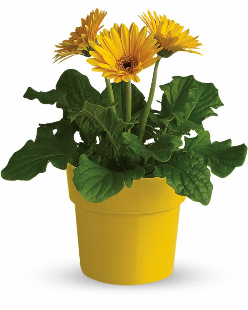 Rainbow Rays Potted Gerbera - Yellow - Friendship, abundant joy, good healthâ¦ the yellow gerbera conveys these feelings and more. Plus, they are so cheerful you just can't help smiling in their presence. A bright yellow gerbera plant is delivered in a bright yellow glazed terra-cotta pot. You can send a lot of happiness without spending a whole lot of money.