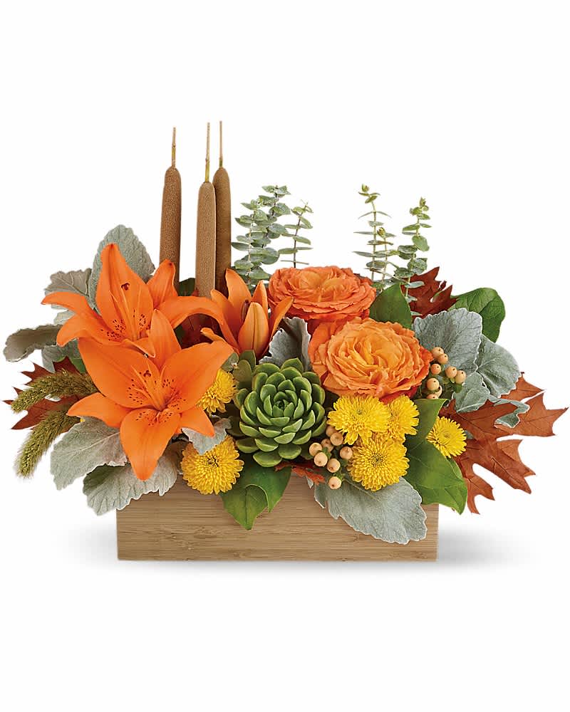 Teleflora's Fall Bamboo Garden - Zen Harvest! You can't help but fall into a deep state of relaxation when you feast your eyes on this striking centerpiece. This artistic arrangement will enchant with shades of peach, orange and green - combining roses, lilies and even a succulent plant! Hand-delivered in a natural-toned bamboo rectangle. This gorgeous centerpiece arrangement features orange rose, orange asiatic lilies, yellow cushion spray chrysanthemums, peach hypericum, millet, cattails and a succulent plant, and finished with dusty miller, spiral eucalyptus and lemon leaf. Delivered in a natural bamboo rectangle.