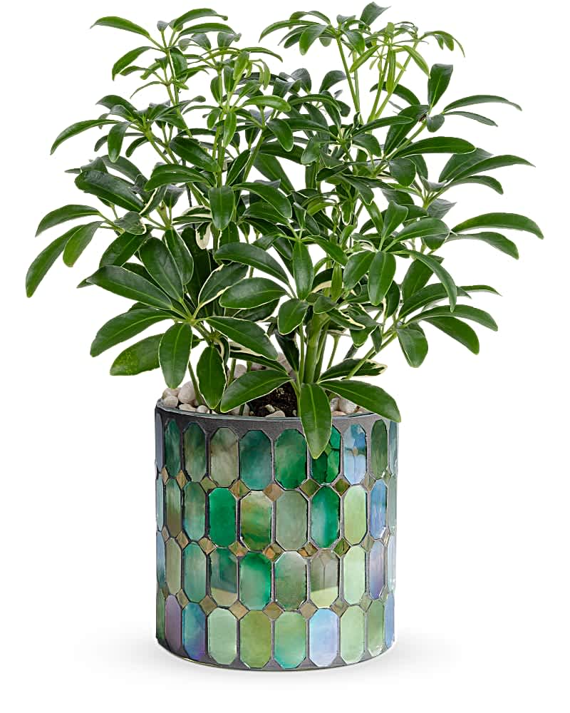 Teleflora's Leaves of Glass Plant - With its playful leaves and shimmering stained glass vase, this gorgeous growing gift is sure to delight! A schefflera plant is arranged with white pebbles. Delivered in Teleflora's Marvelous Mosaic cylinder.