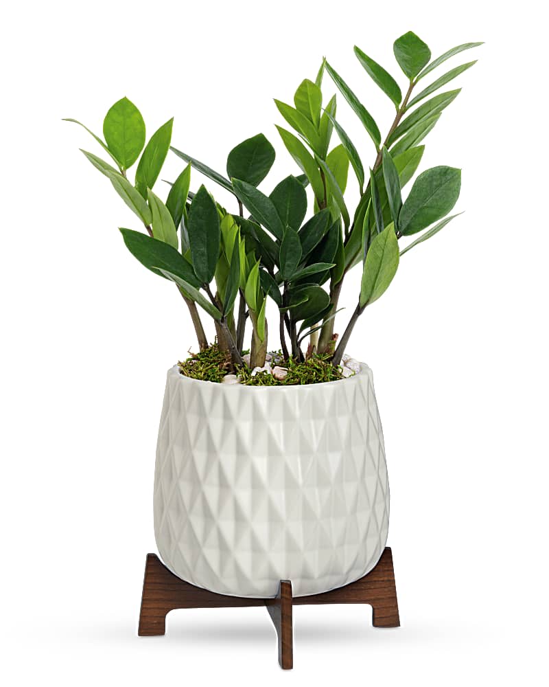Teleflora's Luxe Leaves Plant - Give the gift of style! Inspired by mid-century design, this modern ceramic planter on a sleek wooden base is the perfect presentation for the sculptural beauty of a lush zanzibar plant. This live gift features a Zanzibar gem plant arranged with white pebbles and sheet moss. Delivered in Teleflora's Mid Mod Geometric planter.