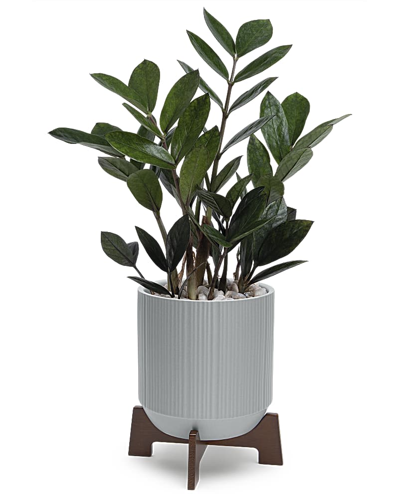 Teleflora's Mid-Mod Classic - Cool dads deserve equally cool gifts! Celebrate Father's Day in style with this beautiful zanzibar gem plant in a matte ceramic planter with retro-inspired wooden base. This gorgeous gift features a potted zanzibar gem plant surrounded by decorative gravel. Delivered in a Classic Contemporary planter.