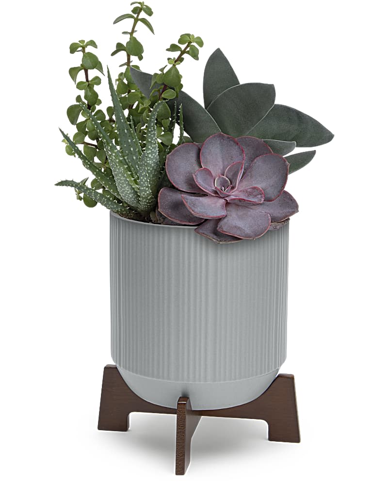 Teleflora's Mod Succulents - Plant a kiss with this living gift of sculptural succulent plants in a modern ceramic planter with cool wooden base. This living gift features a variety of four potted echeveria succulents. Delivered in a Classic Contemporary planter.