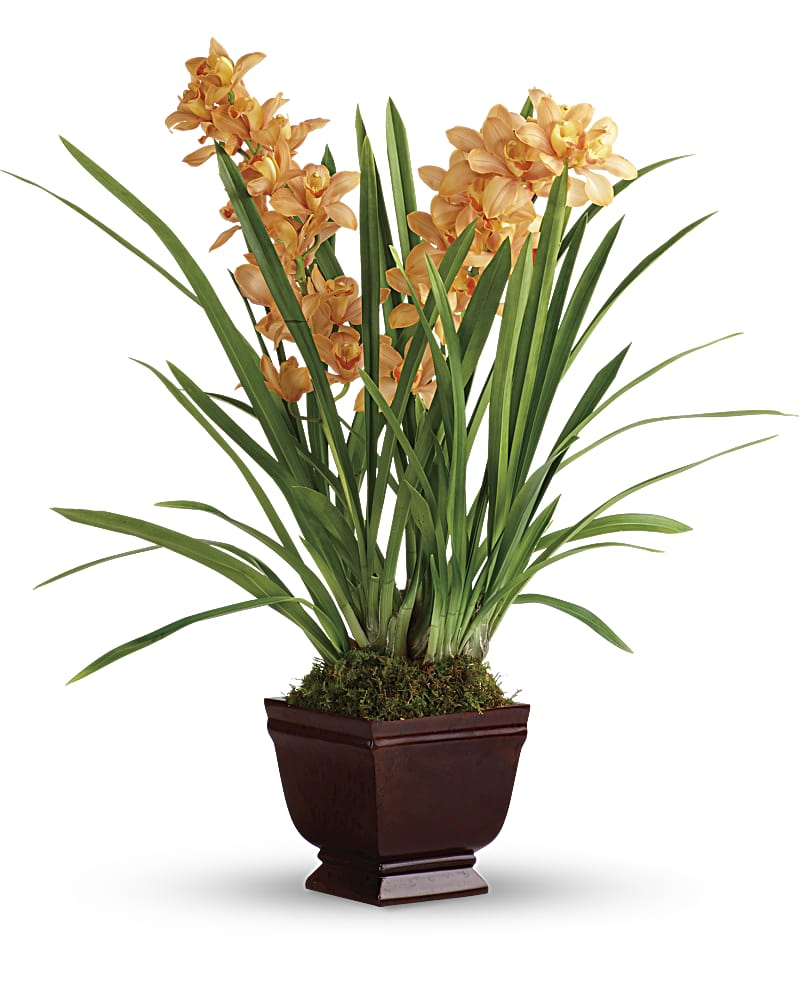 Teleflora's Regally Yours Orchid - Add regal beauty to any room of the house or office with this grand, any-occasion gift of an amazing orange cymbidium orchid in a gorgeous pot. This gift features an orange cymbidium orchid with sheet moss. Delivered in a Noble Heritage Urn.