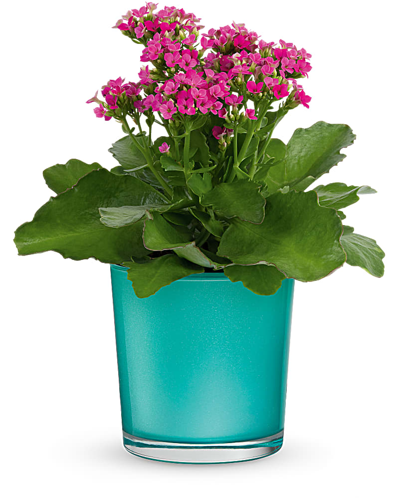 Teleflora's Shimmering Aqua Plant - A pop of joy for any occasion! Spread smiles with this winning combo of a hot pink kalanchoe plant in a shimmering aqua glass keepsake vase. This gift features a hot pink kalanchoe plant. Delivered in Teleflora's Topaz Wonderland Polished Gem cylinder.