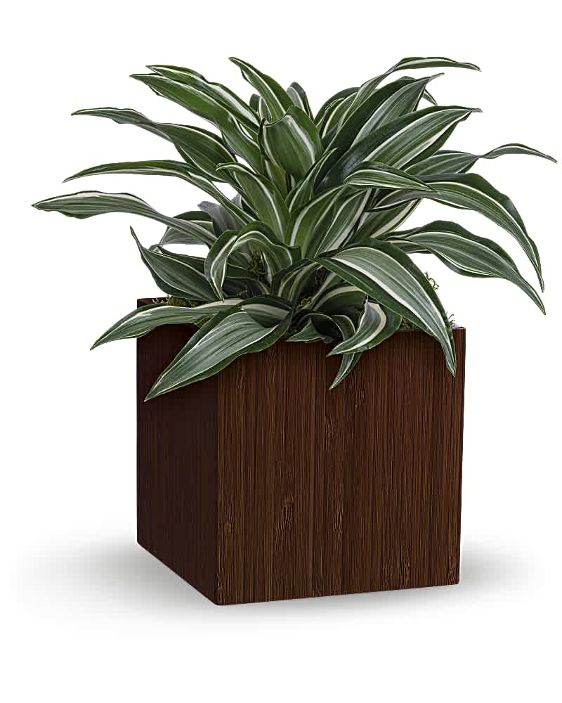 Teleflora's Soothing Dracaena - With its graceful, deep green leaves and sculptural look, this dracaena plant makes a stylish statement in a modern bamboo cube. This plant is a potted green dracaena fragrens accented with Spanish moss. Delivered in a Large Bamboo cube.