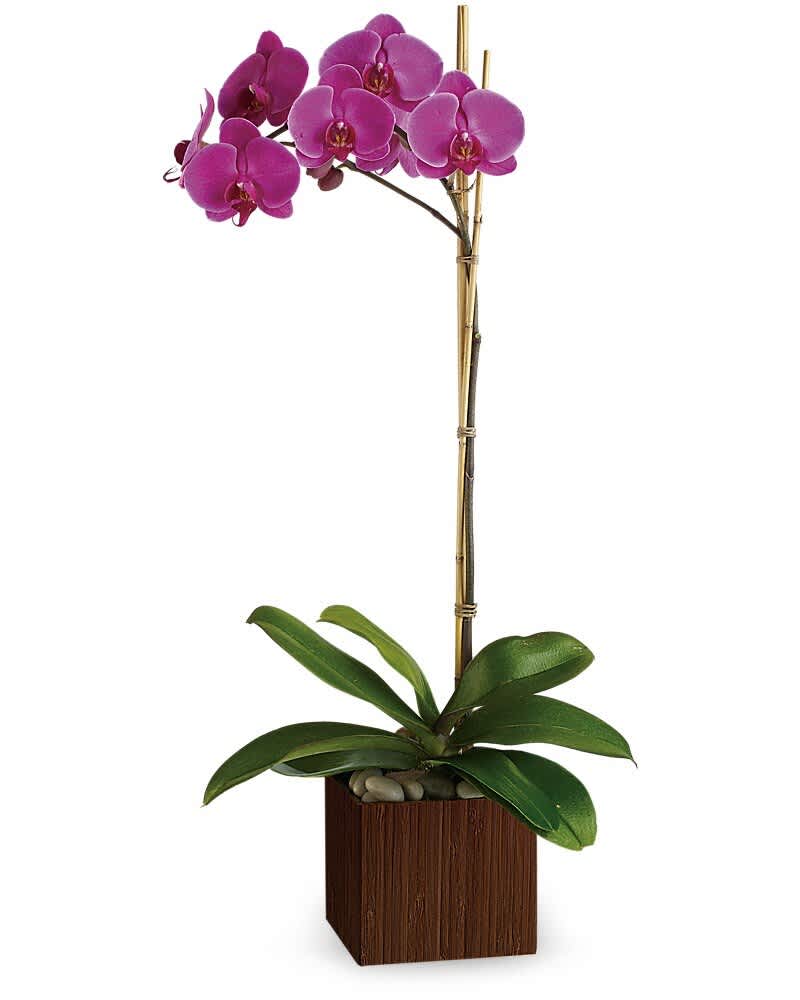 Teleflora's Sublime Orchid - Shangri-la might be a fictional place, but this stunning orchid is firmly planted in the most beautiful kind of reality. An exotic purple phalaenopsis orchid is arranged in a stylish brown bamboo cube. Includes a 4" purple phalaenopsis orchid plant. Delivered in a small Bamboo Cube.