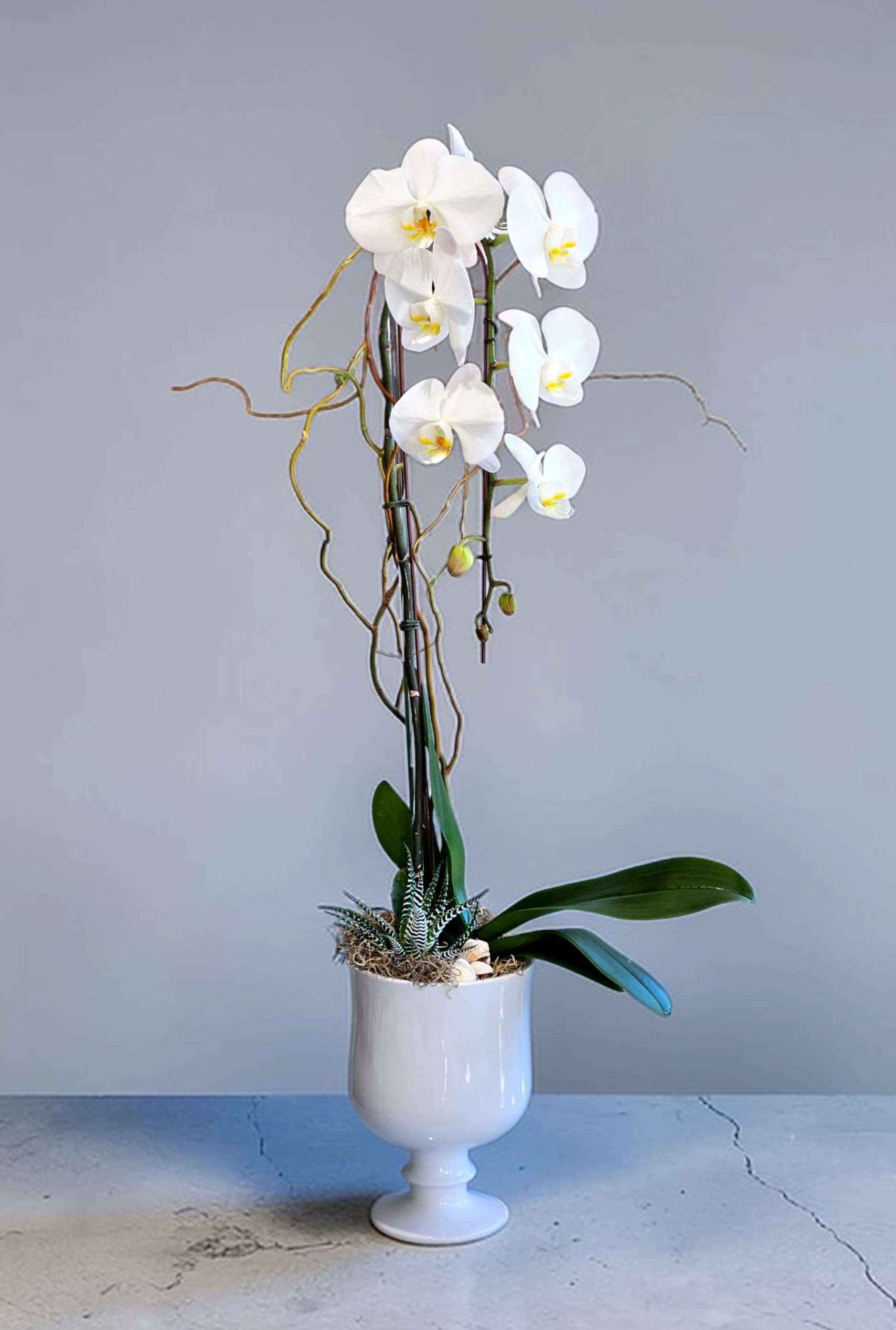 White Phalaenopsis  - Premium Phalaenopsis Orchid in ceramic vase.