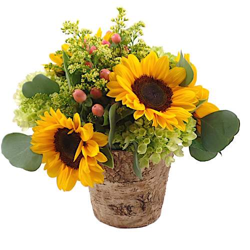 Sunny Day - a wooden box filled with a mixture of sunflower and seasonal flowers