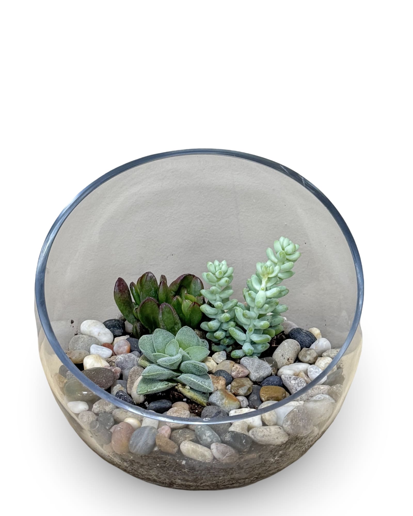 Glass Succulent Bowl - This glass bowl terrarium features a mix of vibrant succulents accented with natural river rocks. Easy to care for and long-lasting, it brings a touch of greenery and modern style to any space. Each terrarium is unique, and plant varieties may vary based on availability. 