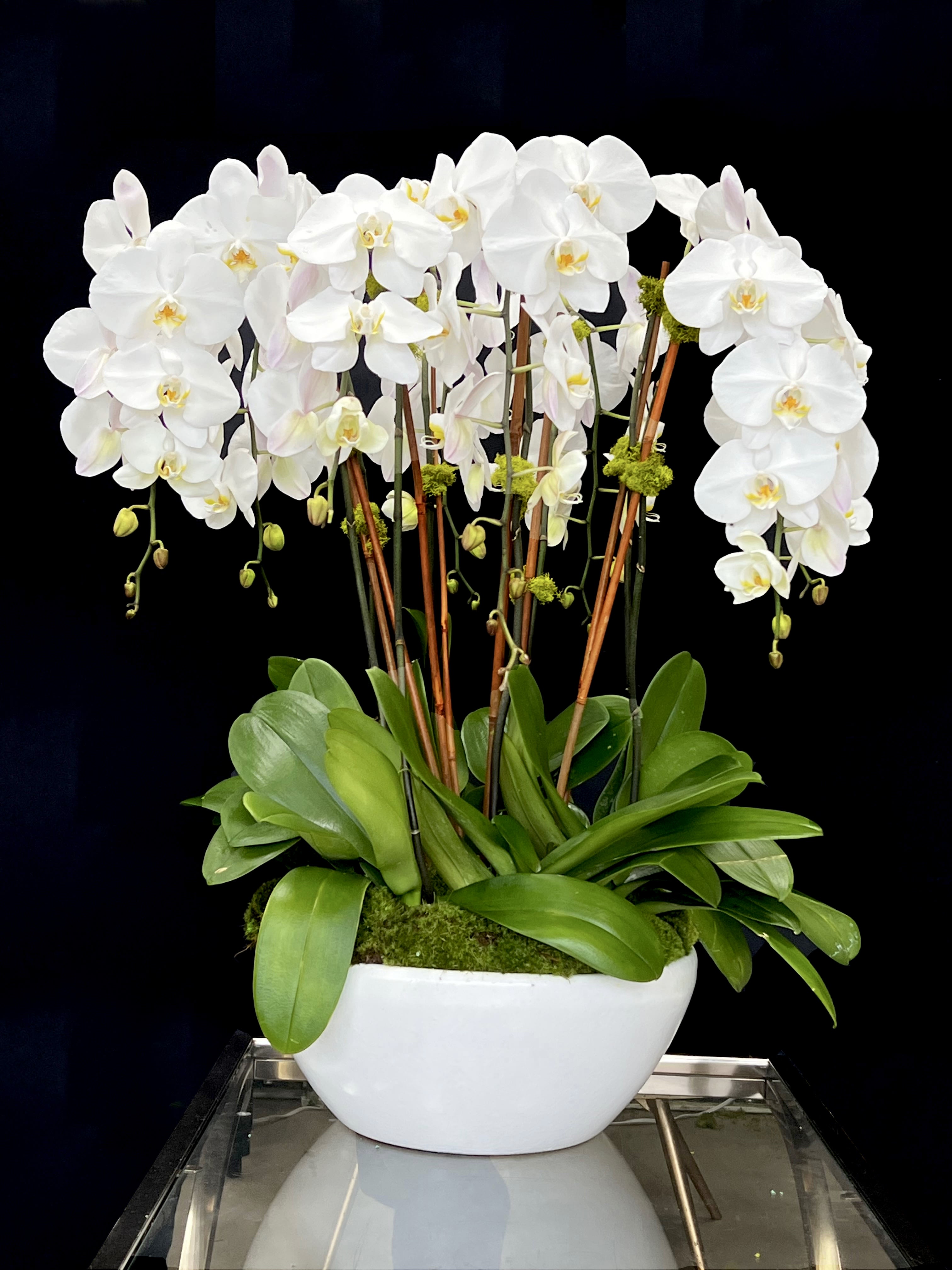 Lovely Orchids - A stunning array of white Phalaenopsis Orchids with Moss, in a large white ceramic container