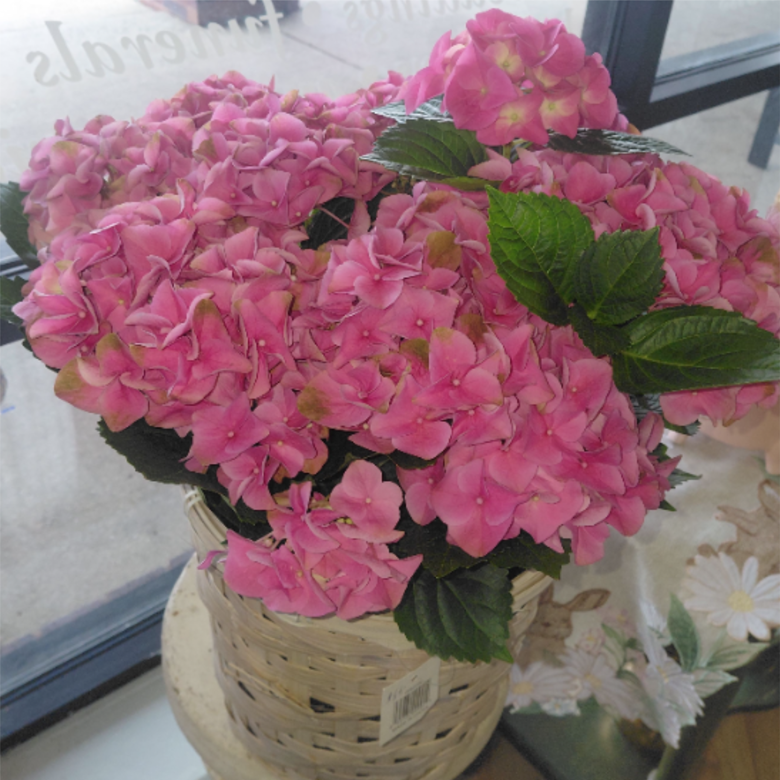Hydrangea Plant - Pink  Hydrangea Plant with Basket .   Can be planted outside after May 15th. According to GreenHouse  Plant will stay the same size.
