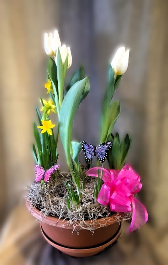 Mixed Bulb Garden ~ Flower A Day - Featuring a decorative bow and two butterflies, this mixed garden of spring bulb plants and flowers is a lovely gift for the gardener or flower lover in your life! 