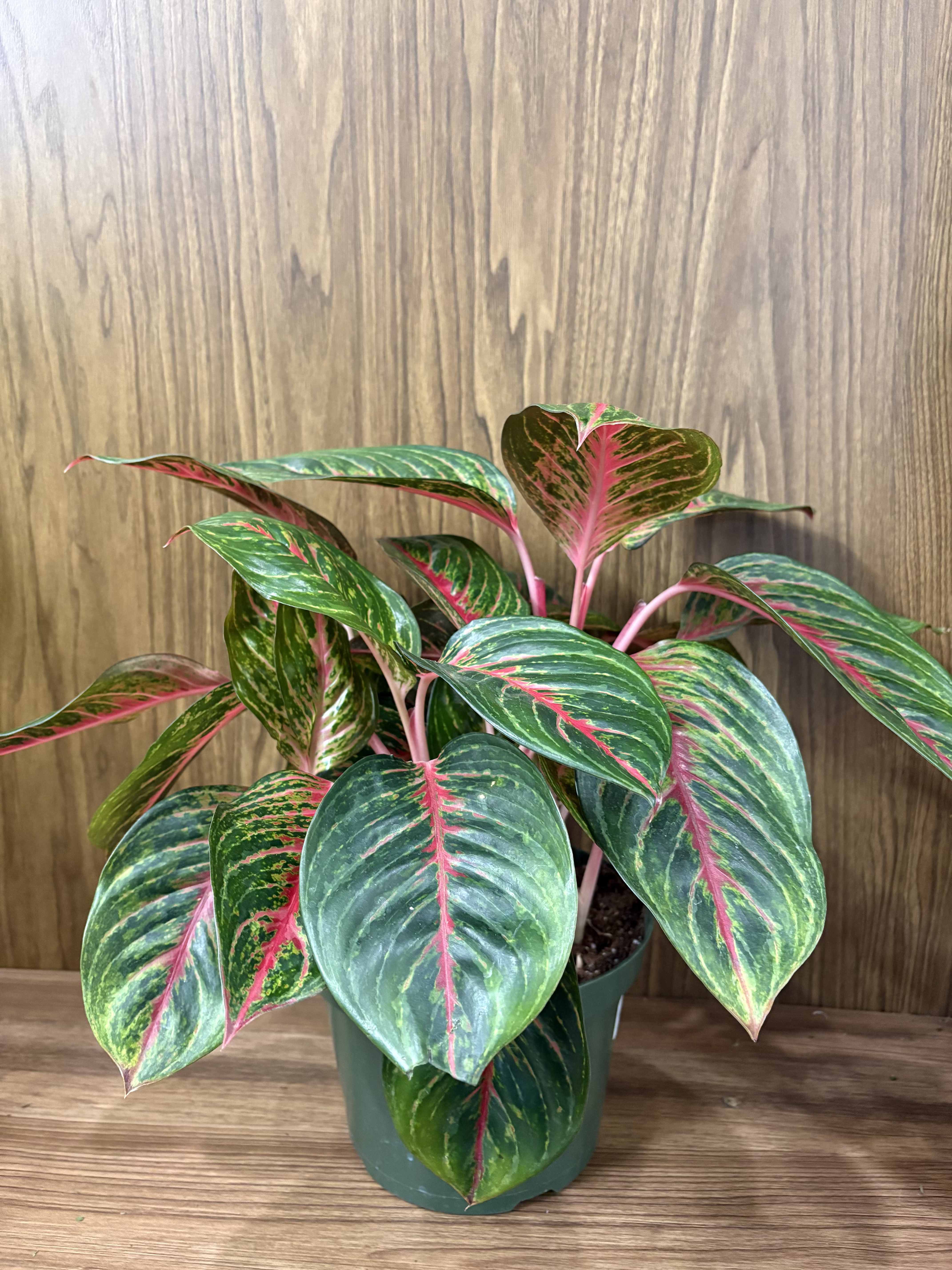 Aglaonema Rubi - An 8 inch Aglaonema Rubi
