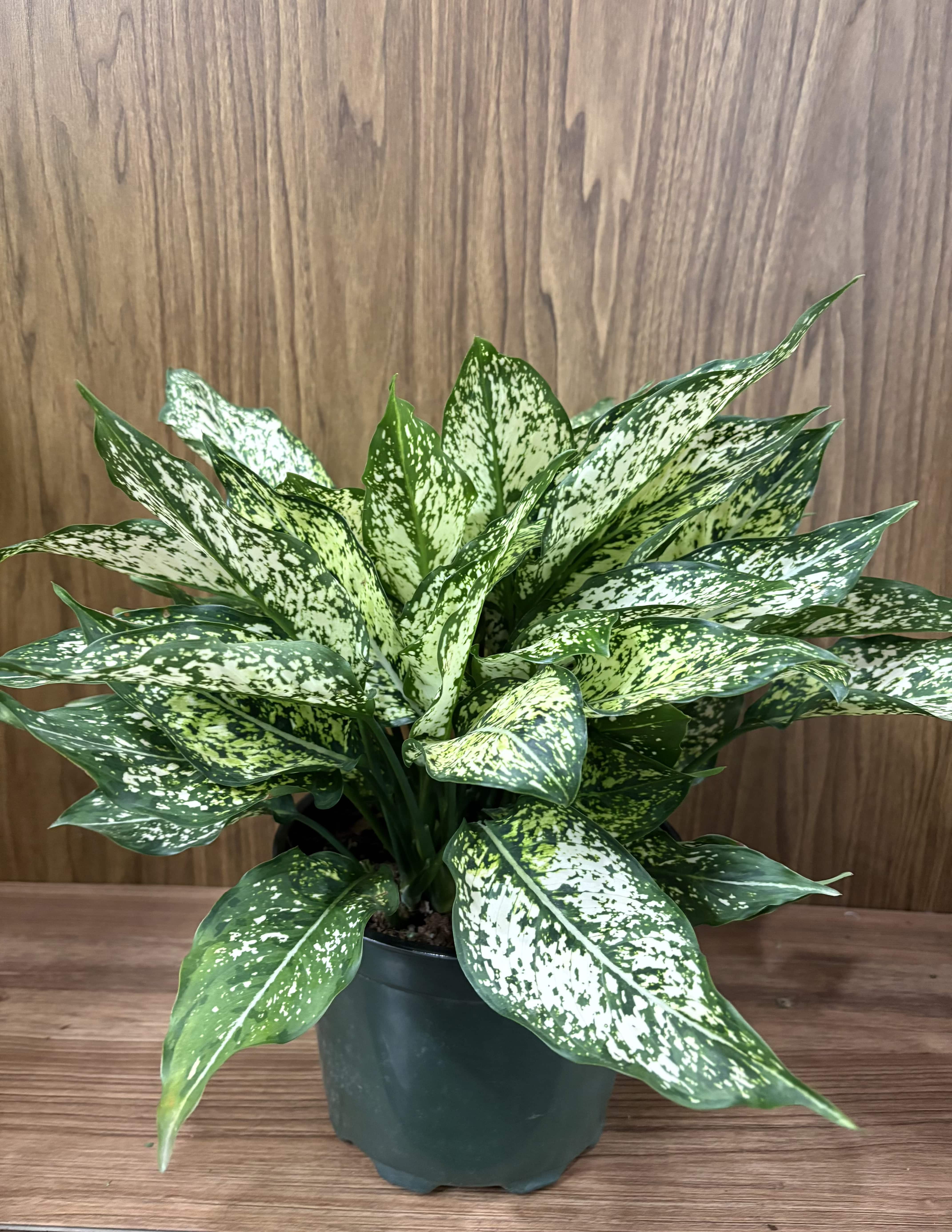 Aglaonema Commutatum - A 6 Inch Aglaonema Commutatum