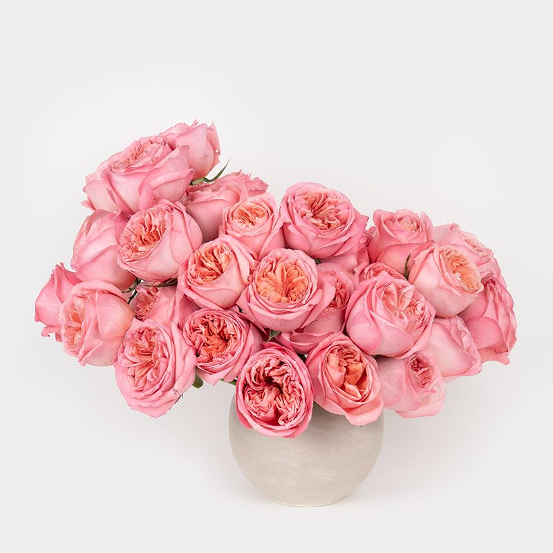 The Glamorous Mom - Pamper the Glamorous Mom in your life with the elegance she deserves!  Treat her to this luxurious arrangement of Candy Expression Garden roses and make her day extra special. Because she deserves nothing but the best.   This asymmetrical 3 sided arrangement sits in a cream Astrid Vase 4.75" vase at 16 inches tall and 20 inches wide. 