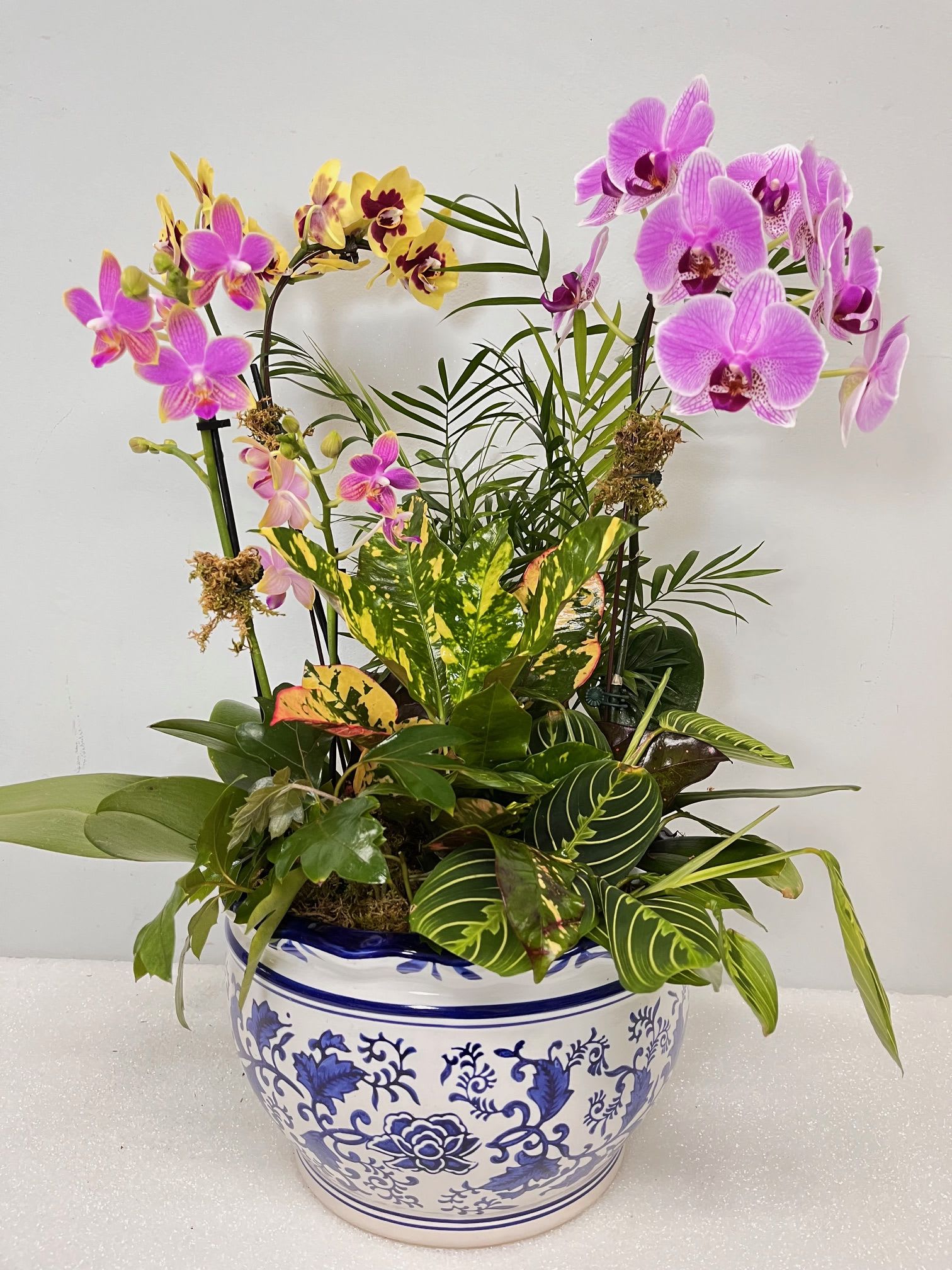 The Tropics - Add instant elegance to your space with this Orchid &amp; Tropical Garden, featuring vibrant orchids and lush foliage arranged in a blue-and-white ceramic planter. This long-lasting, low-maintenance arrangement brings color, texture, and sophistication to any room—perfect for gifting or enhancing your décor.