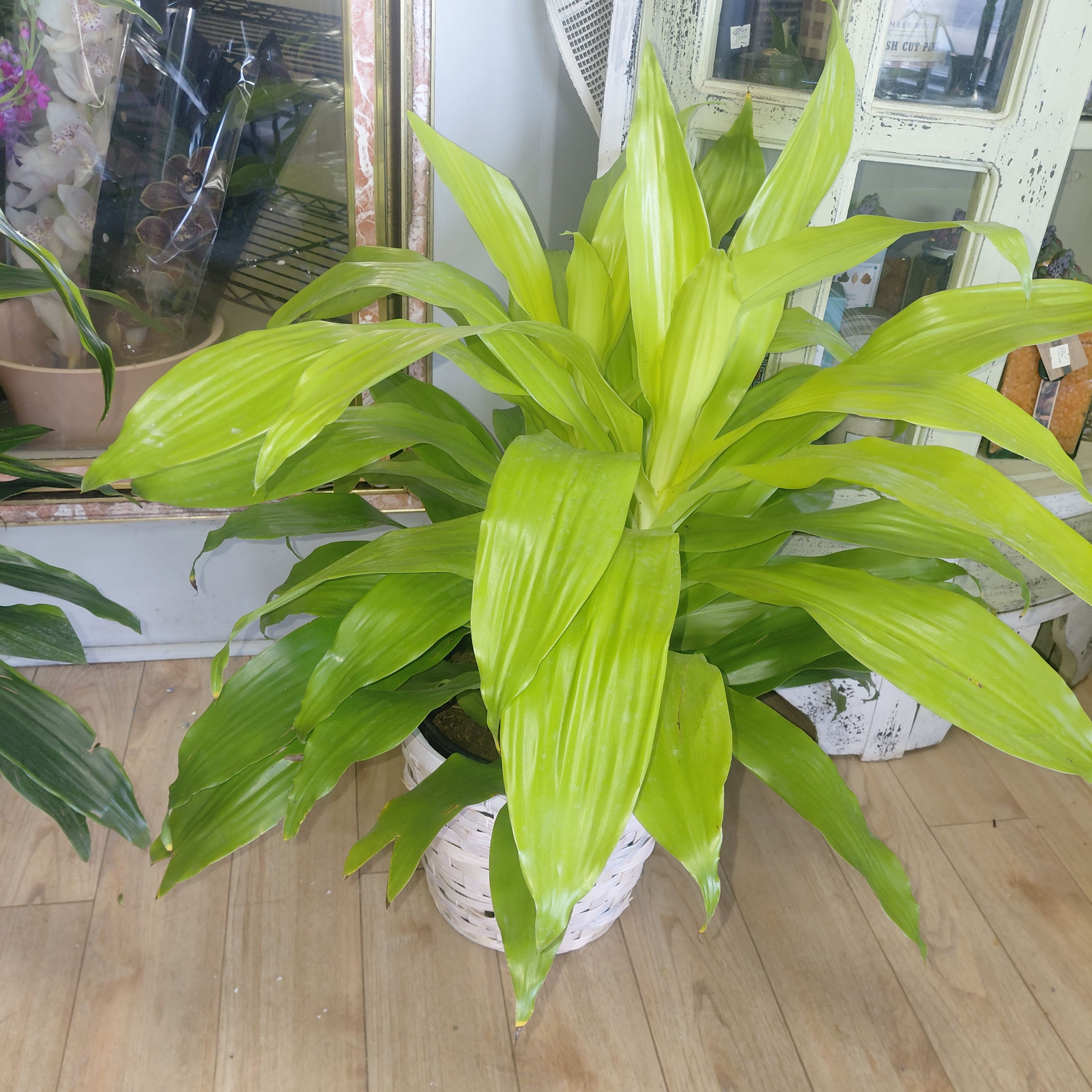 Standard Janet Craig Plant - The Dracaena 'Janet Craig' (botanically Dracaena fragrans 'Janet Craig', formerly Dracaena deremensis) is a classic, robust houseplant celebrated for its durability and sleek, architectural appearance. Often called a "low-light workhorse," it is a favorite for offices and homes with limited natural light