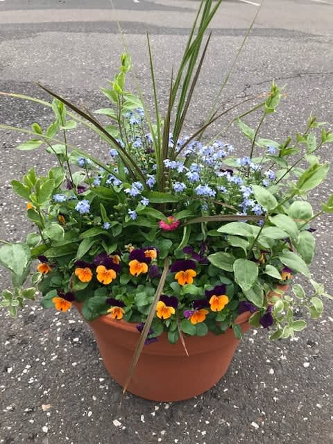 Spring Patio Planter GC-G001 - First blooms of spring fill this planters to brighten your outdoor space!   **PLEASE NOTE: plant selection may differ from the ones pictured.