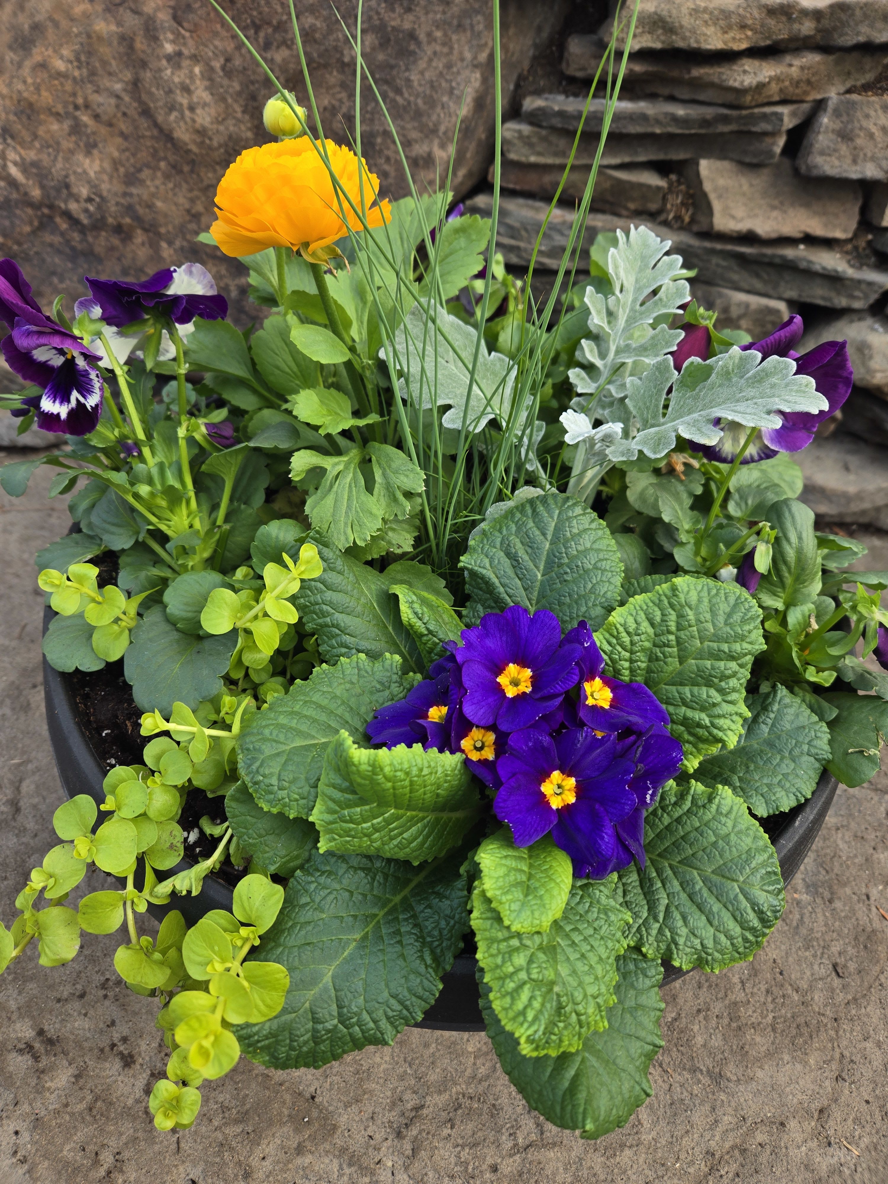 Spring Favorites GC-48 - All your spring favorites are here, whimsically arranged in a shallow plastic terra-cotta pot in pretty pastel spring colors. The fun potted blooming plant arrangement is a wonderful way to celebrate Spring holidays, welcome a new baby, cheer up someone you love or brighten your own entryway. Also, a great housewarming gift!