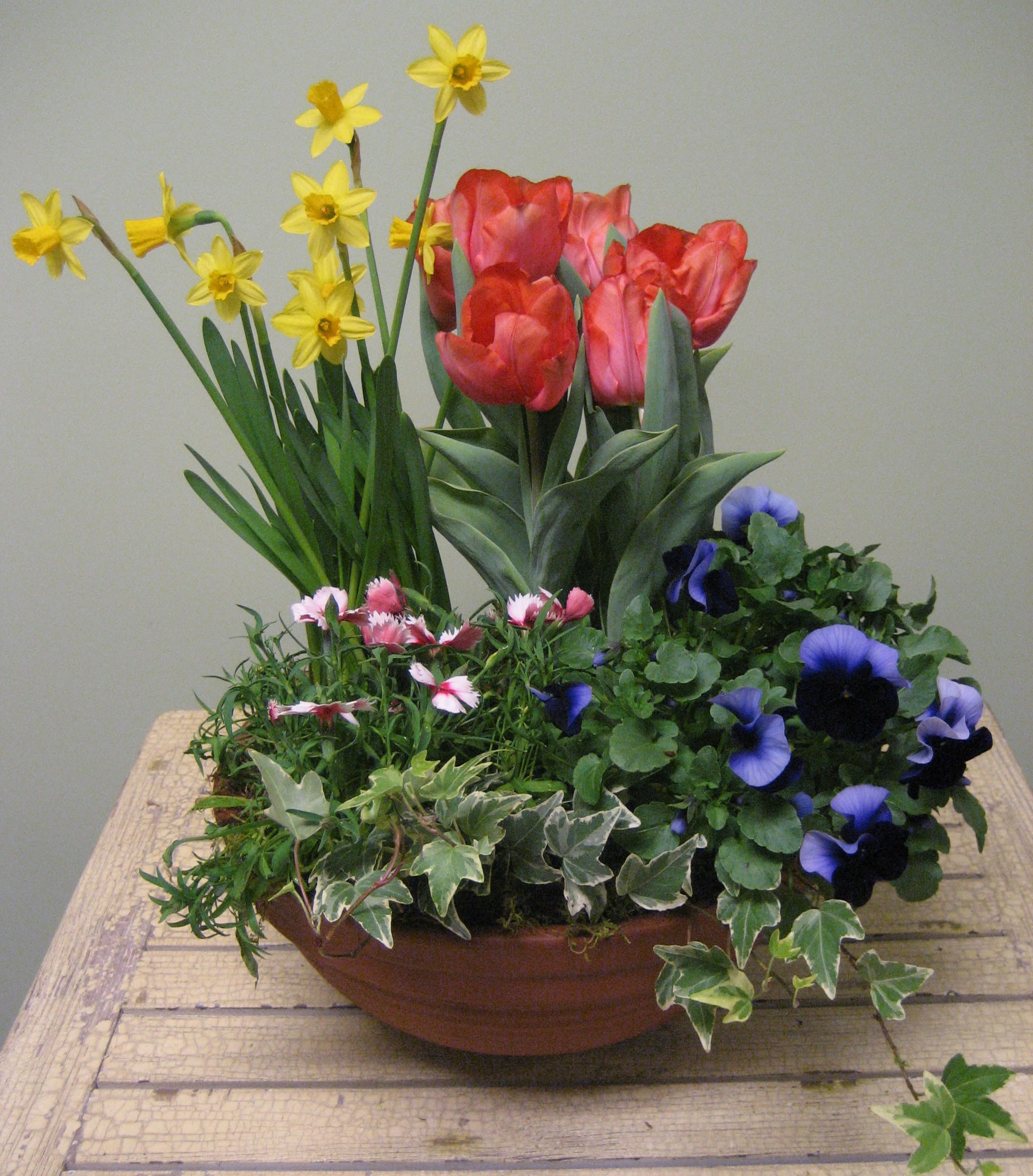 A Kiss of Spring GC-G005 - This classic terracotta bowl is overflowing with assorted spring blooms. Some of the plants that you might receive in this beauty are, tulips, daffodils, pansies, dianthus, ivy, hyacinth and more!   **PLEASE NOTE: plant selection is designers choice and may differ from the ones pictured.