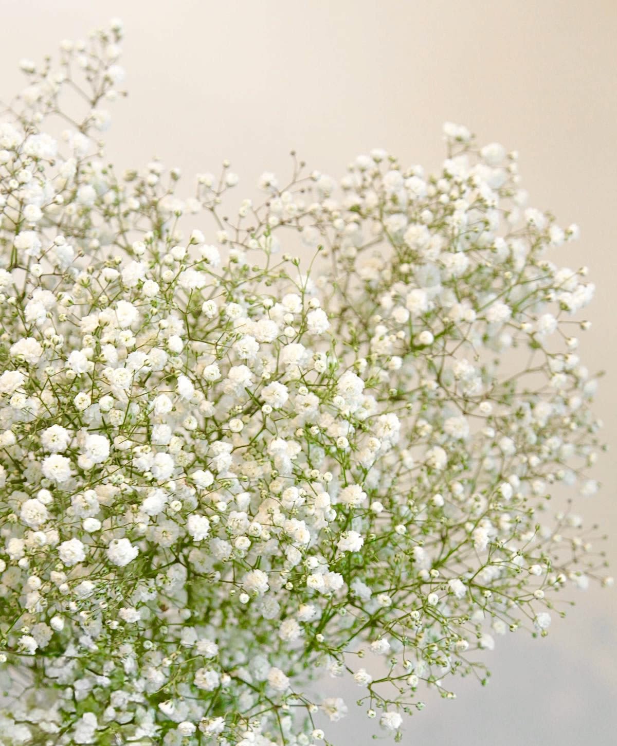 Gypsophila (babies breath) - Flower Market - Color varies on availability. You may request but color is not guaranteed.  Standard - Bunch of 10 stems Deluxe - Bought by the stem Premium - Bought by bunch 10+