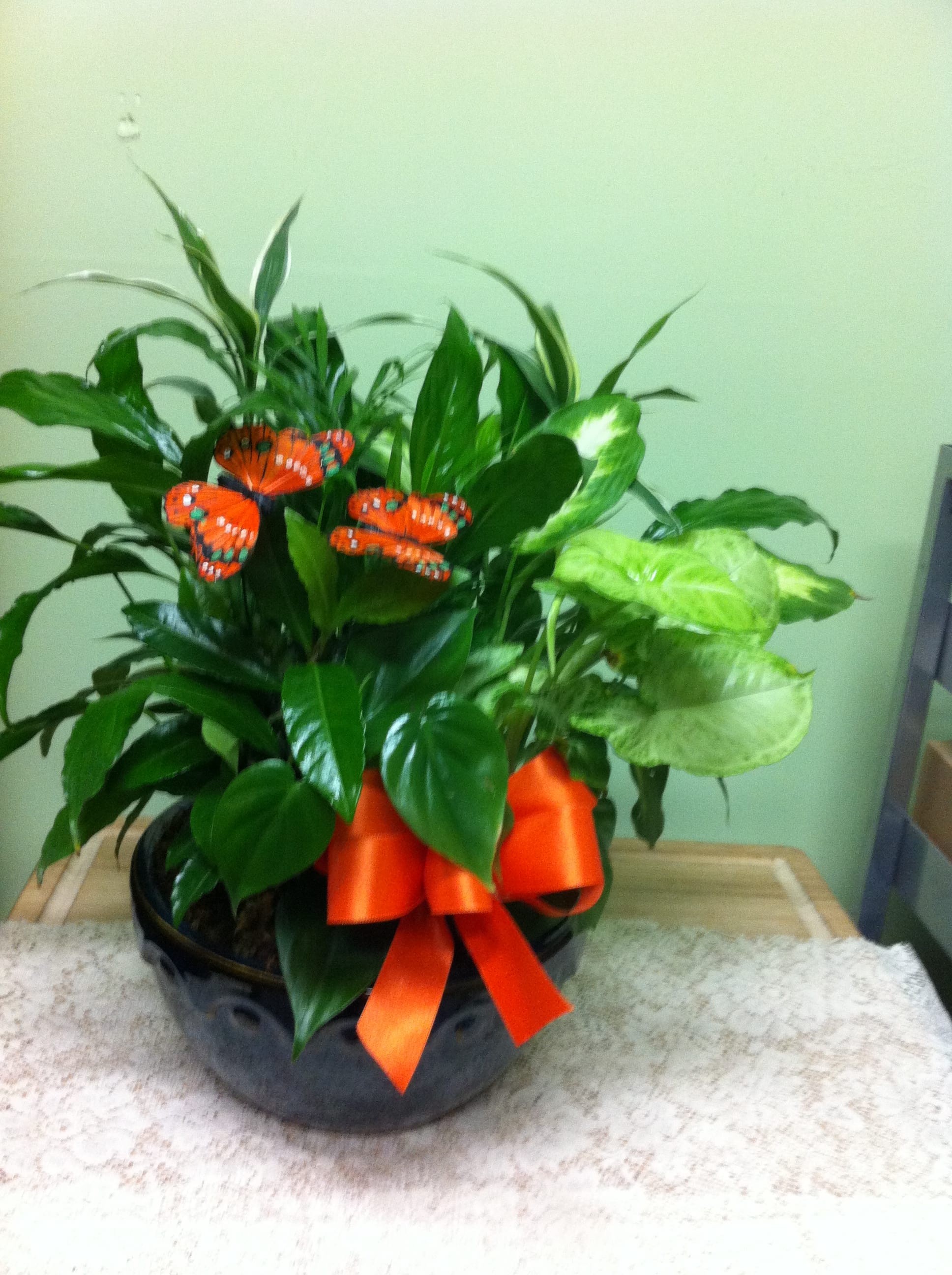 6" Potted Dish Garden accent/w butterflies (*butterfly colors and container may vary) - 6" Potted Dish garden with mixed green plants in a ceramic dish.