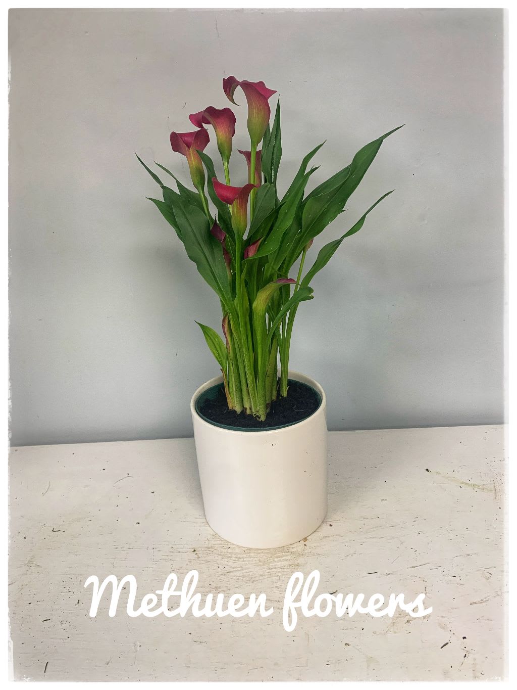  cala lily - a purple cala lily plant in a white ceramic container