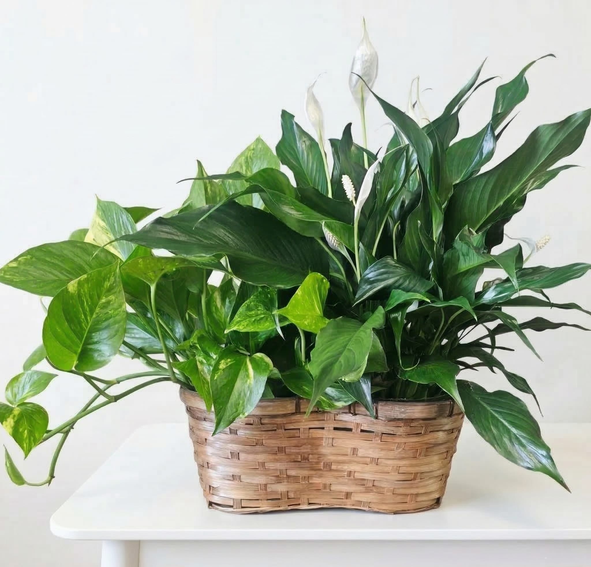 Heritage Hearth Basket - Gemini said Bring a touch of timeless warmth to any home with the Heritage Hearth Basket. This classic arrangement pairs the elegant, white-bloomed Peace Lily with the lush, trailing vines of a Golden Pothos, all nestled within a rustic, hand-woven basket.  It is a resilient and low-maintenance duo, making it an ideal gift for housewarmings, expressions of sympathy, or any occasion.