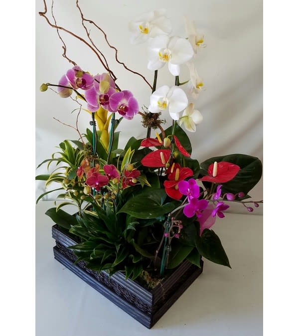 Tropical Mini Phal Garden #2 -  Product ID sku154448  Approximately 27"x25"