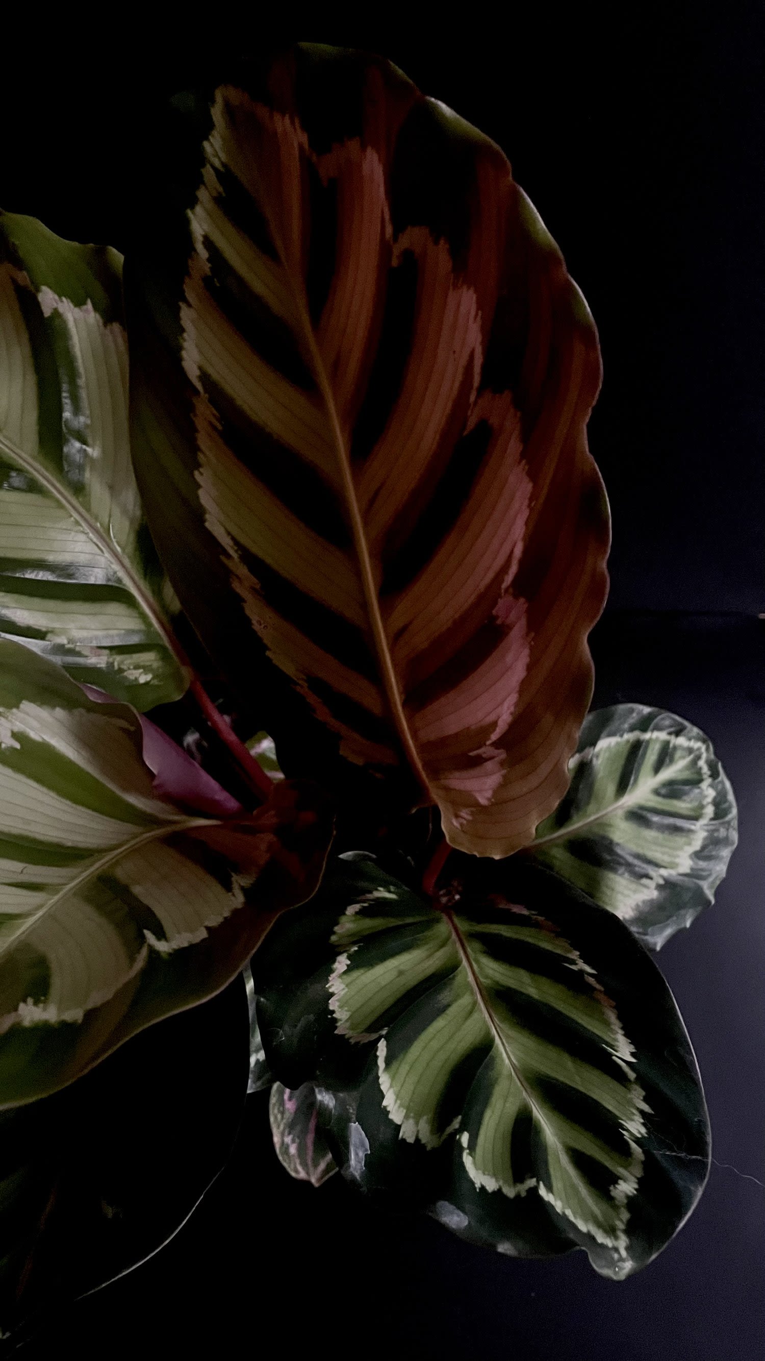 Calathea 'Medallion' 6" - The Calathea Medallion, scientifically known as Calathea veitchiana, is a captivating houseplant renowned for its striking, round leaves that display a unique pattern. The leaves feature a rich green color adorned with intricate, silvery, and dark green markings that create a stunning medallion-like appearance. This eye-catching foliage can grow quite large, making it a bold statement plant.  The Calathea Medallion thrives in bright, indirect light and prefers high humidity, which makes it a great fit for bathrooms or kitchens. It enjoys consistently moist soil, so regular watering is essential, but be sure to avoid waterlogging. One of the plant's charming characteristics is its leaf movement; it folds its leaves up at night and opens them during the day, adding a dynamic quality to its beauty. Overall, the Calathea Medallion is a wonderful choice for those looking to add a touch of tropical flair to their indoor space.