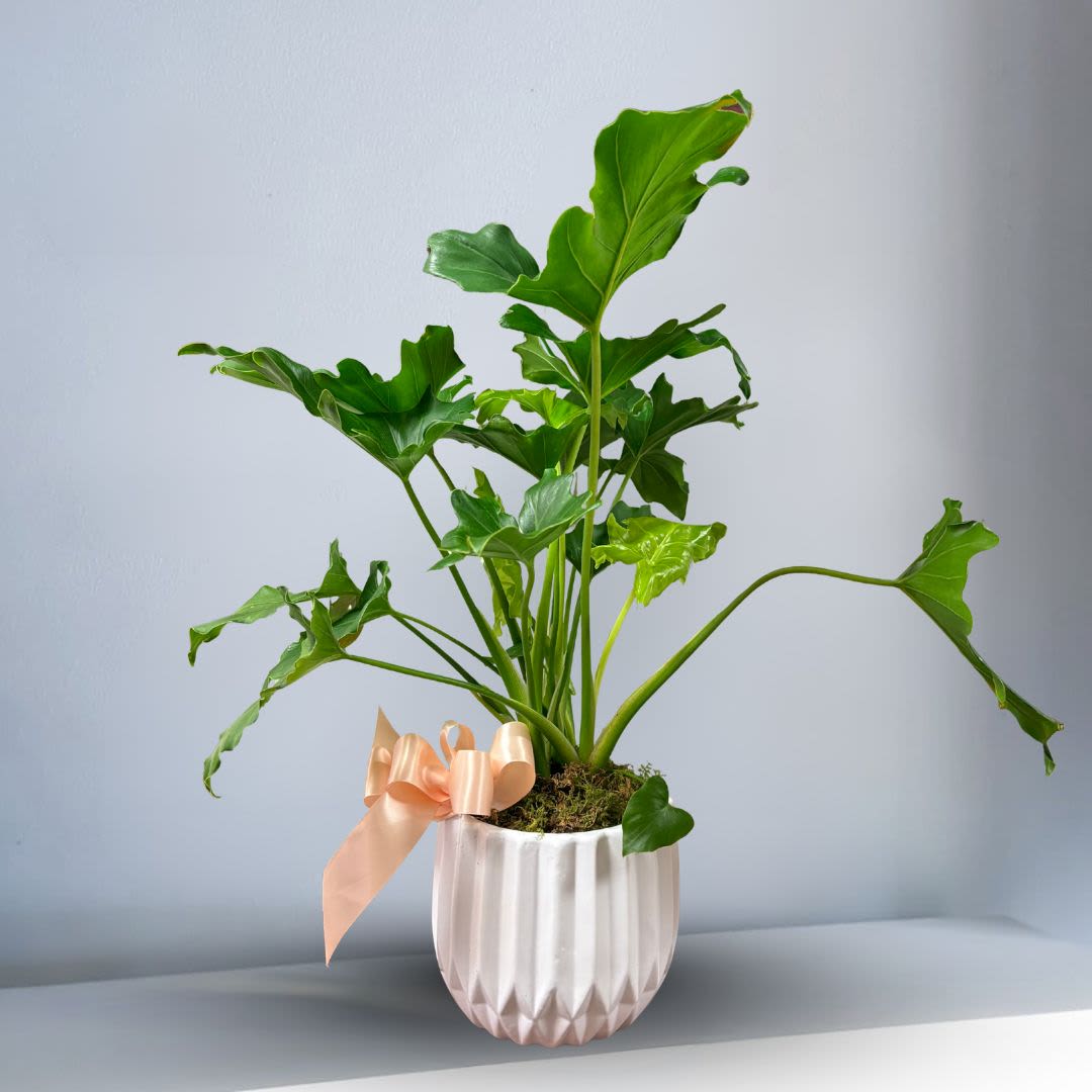 Xanadu Plant - Medium size Xanadu Plant comes with moss and bow.  Pot may differ depending on availability.