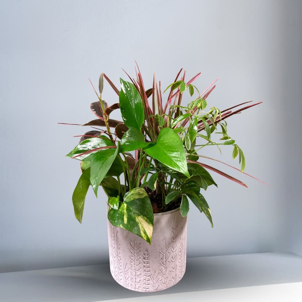 Assorted Mix Indoor Plant - Pathos, Rubber, Dwarf Umbrella and Dragon Tree in a ceramic pot.