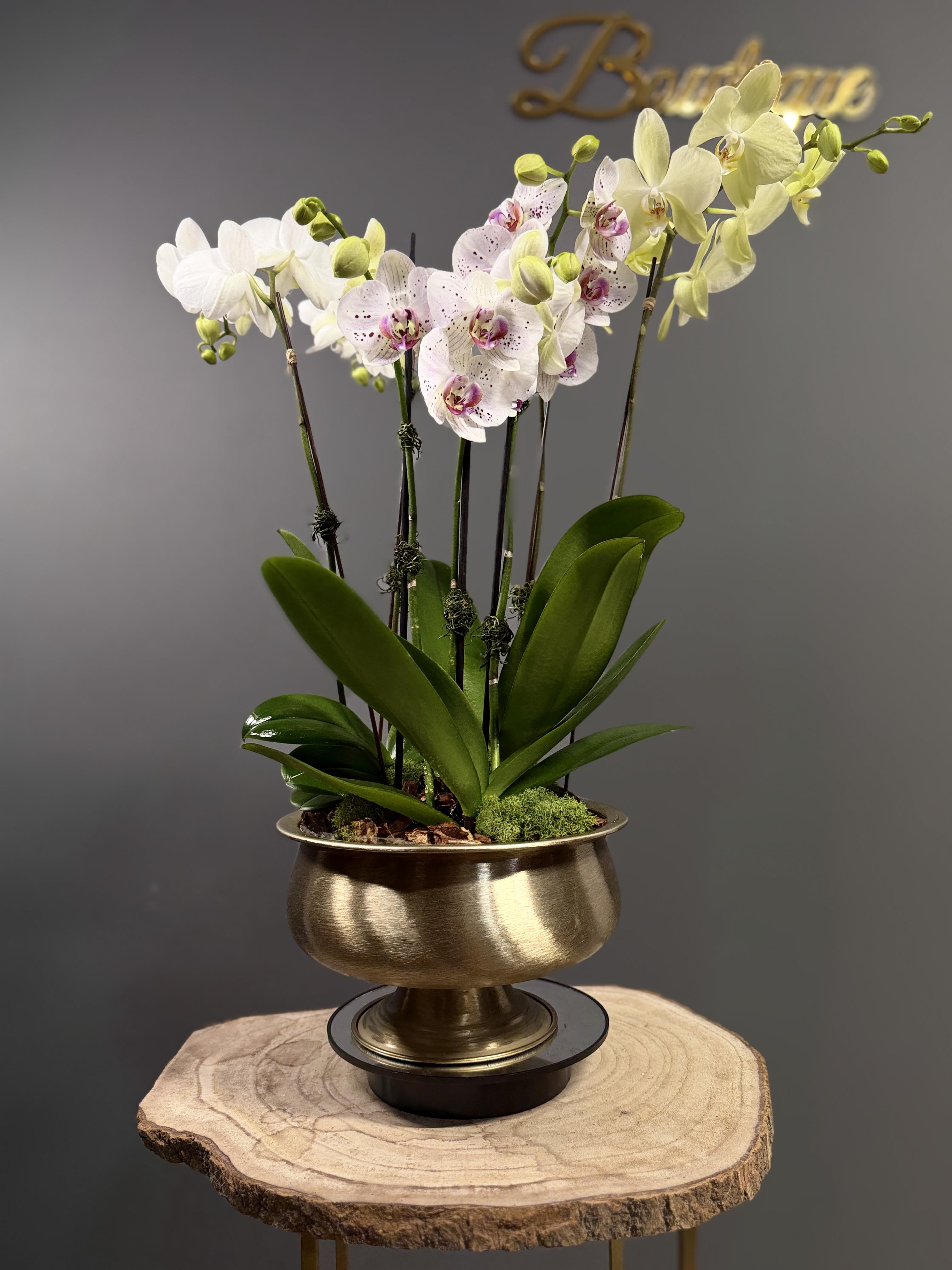 Golden Orchid Garden - Bring timeless elegance into any space with our Golden Orchid Garden. This stunning arrangement features graceful Phalaenopsis orchids beautifully displayed in a modern golden bowl, creating a sophisticated and long-lasting statement piece. Perfect for home décor, celebrations, or as a luxurious gift, this orchid garden adds natural beauty and refined charm to any setting. 
