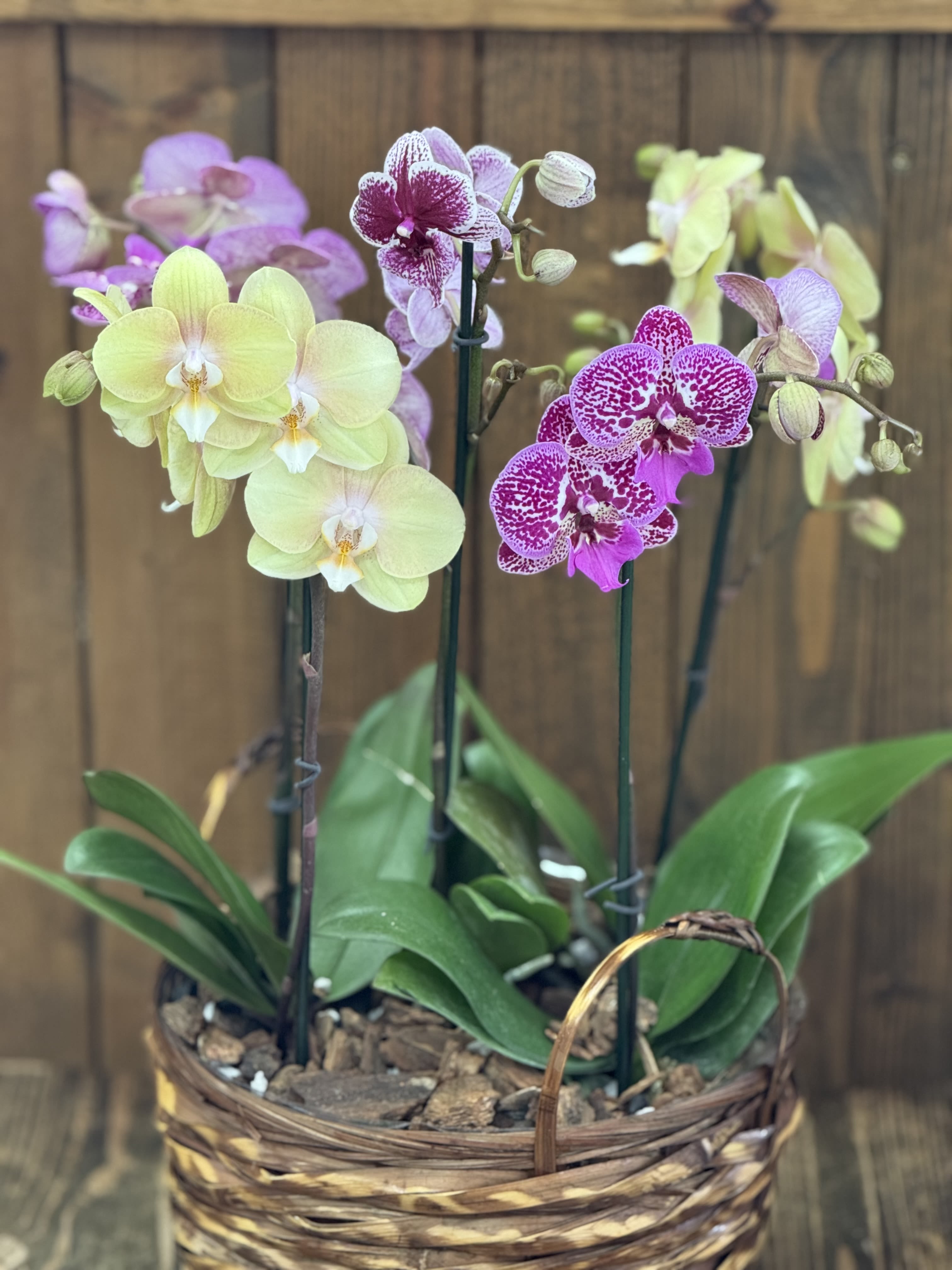 Everlasting Orchid Charm - A curated basket overflowing with the timeless beauty of orchids, designed to exude grace and sophistication. Nestled in a handwoven basket, this arrangement feels both organic and refined.