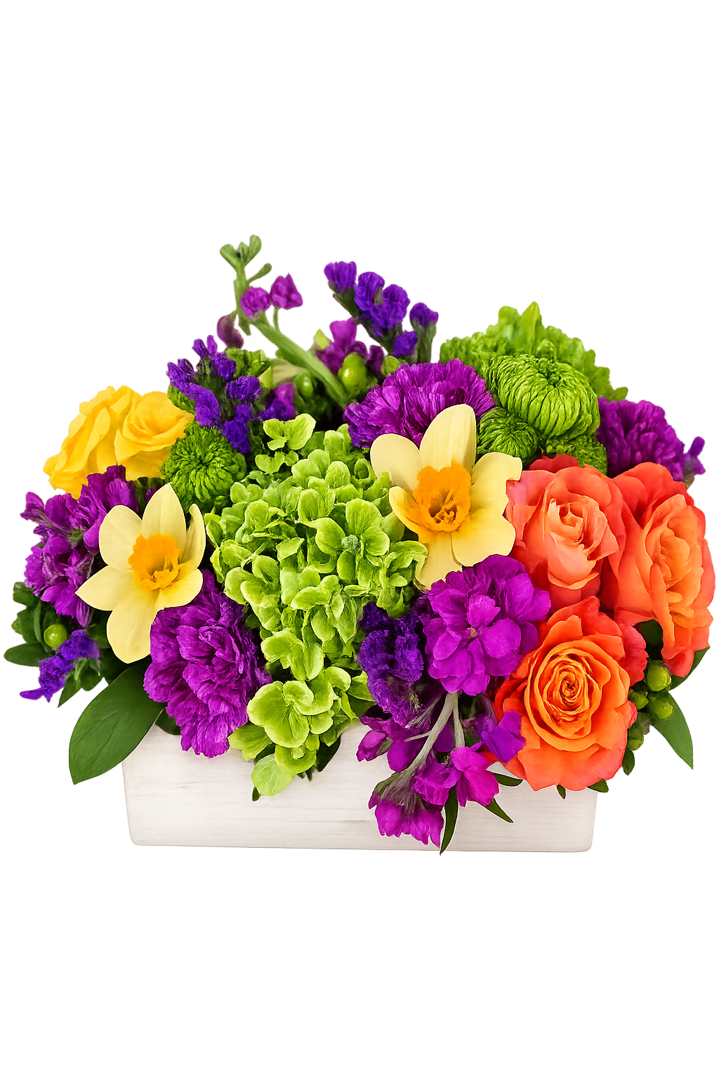 Spring Garden Box - Orange roses, green hydrangea, fuchia stock, yellow orange daffodils, yellow roses, green button poms and hypericum berries with purple carnations arranged in a white wooden box