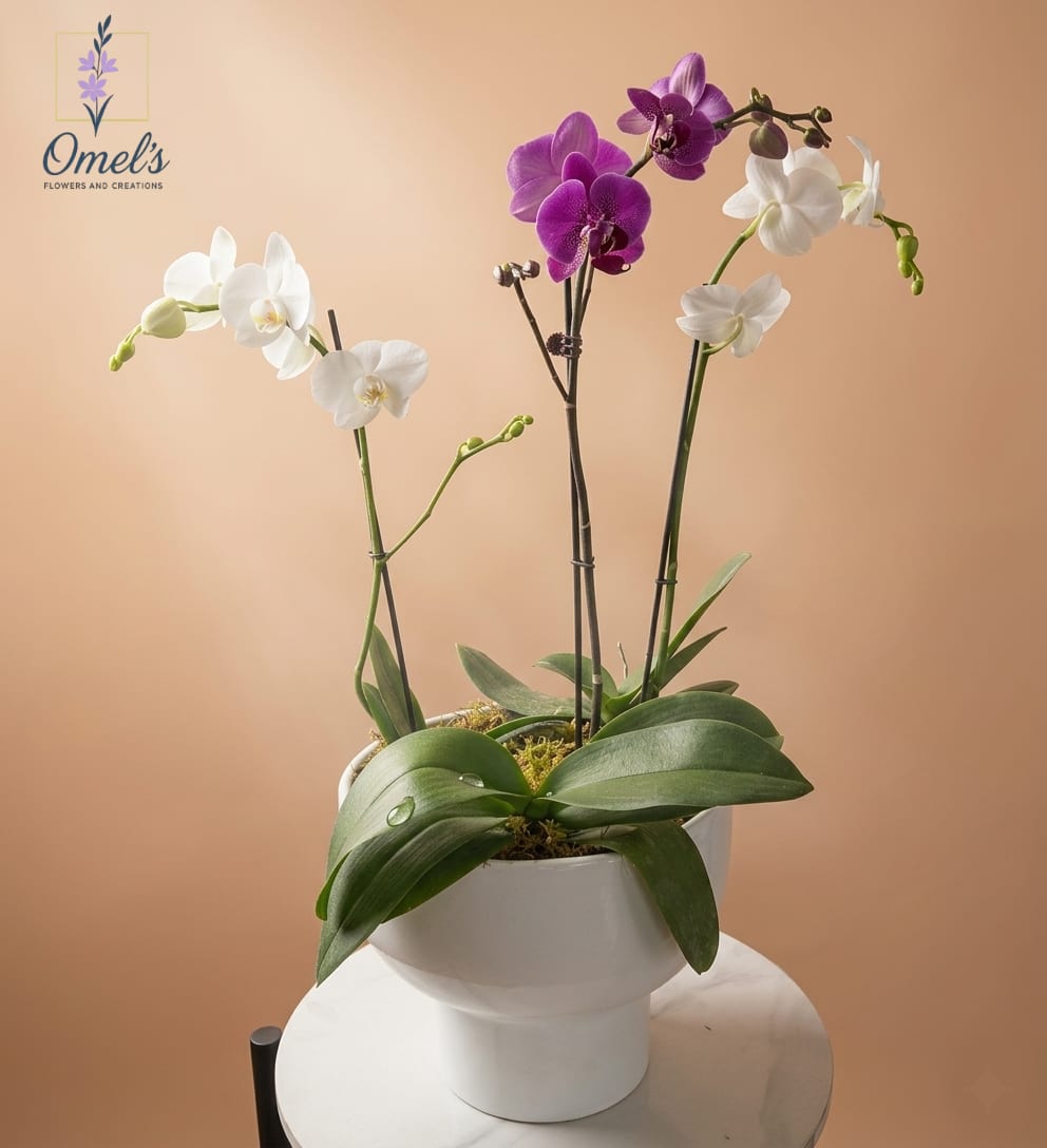 Orchid Masterpiece - An arrangement that balances dramatic structure with delicate beauty, meticulously designed in a high-fidelity photographic style  that makes every texture tangible. It features striking, central Phalaenopsis Orchid stems of two colors: profound, deep amethyst purple and clean, pristine white. Sculpted, broad-leaf greenery and variegated leaf loops form a rich, grounded base.   Presented in a clean, minimalist white boat-shaped ceramic vessel, this arrangement is a contemporary and serene work of art.  Ideal For:  * Grand Openings &amp; Corporate Gifts  * Engagement &amp; Bridal Parties  * Sympathy &amp; Condolences  * Master Suite or Luxury Entryway.