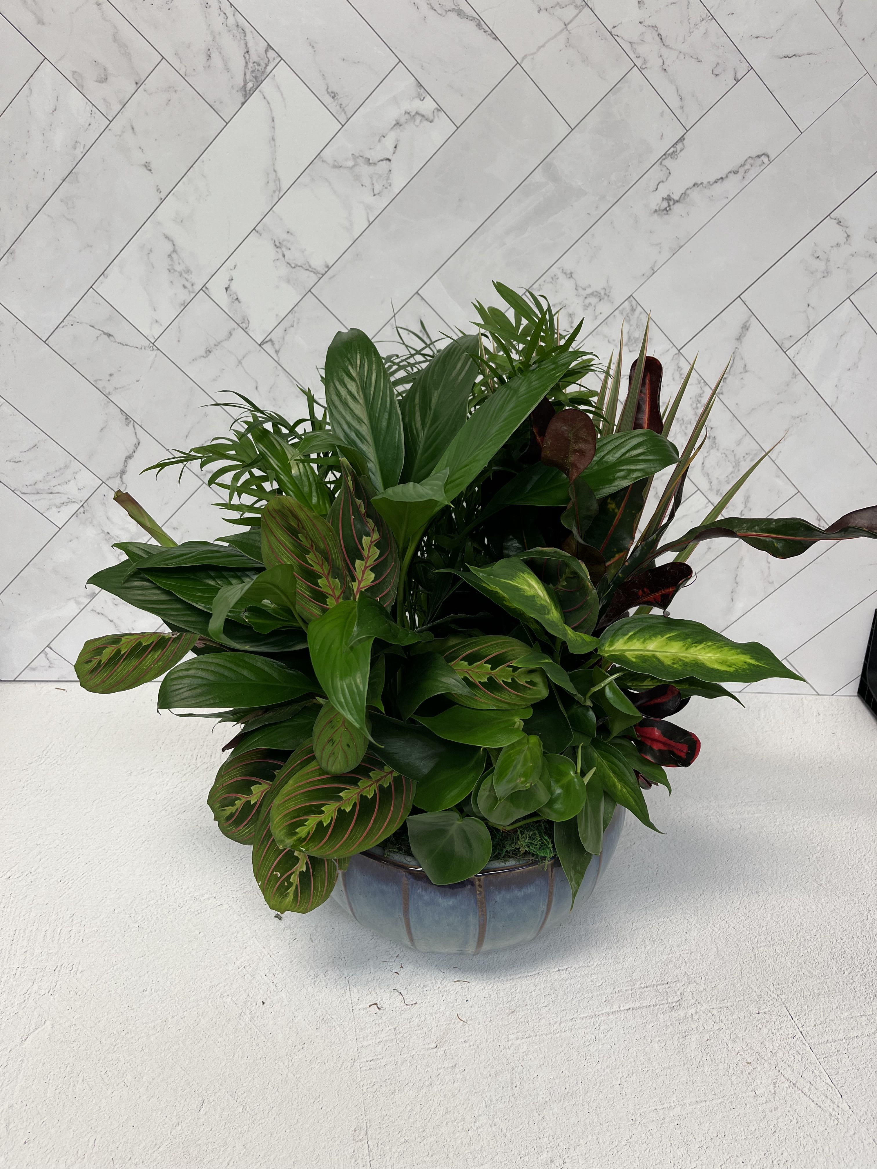 Dish Garden - A variety of plants come together in one container to  create this beautiful dish garden. Great for sympathy, or housewarming. Pair with an add on gift to make the occasion that much more special.