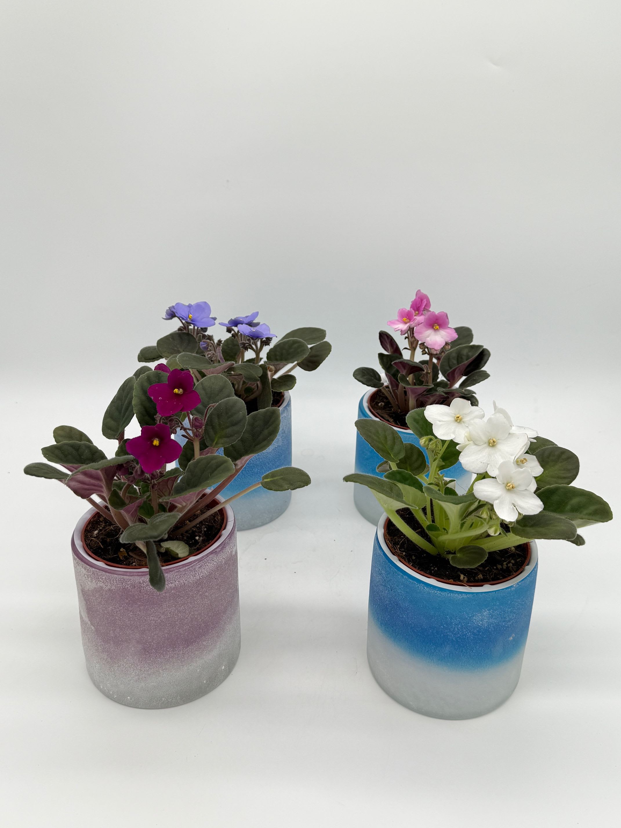 Daydream Violets - A little plant with a lot of heart.  Delicate, velvety blooms in shades of lavender, blush, snow white, and plum — our Daydream Violets are like little daydreams brought to life. Each one is nestled in a soft ombré ceramic pot, ready to brighten up desks, windowsills, and cozy corners. These easy-care African violets are the perfect pop of charm for anyone who deserves a moment of calm beauty.  Details:  Available in assorted bloom colors (colors may vary)  Comes in a ceramic ombré pot (blue, lavender, or similar tones)  Loves bright, indirect light  Low-maintenance and long-lasting   
