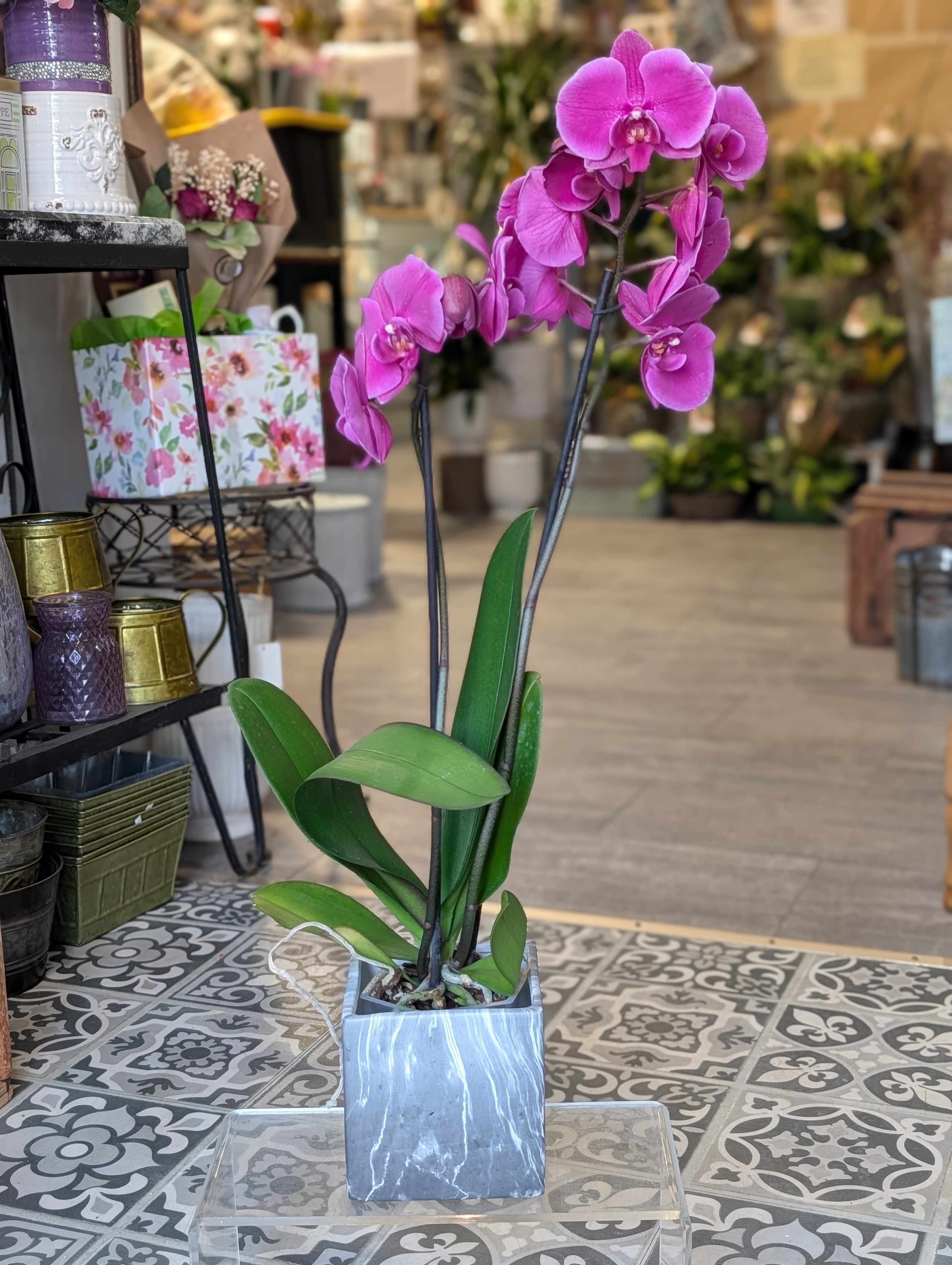 Marbled Orchid (color varies) - Purple Orchid in a ceramic marbled container.
