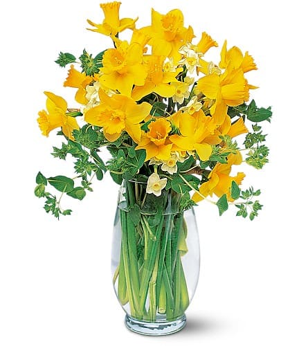 Charming Daffodils - Whether you're decorating, entertaining or surprising someone special, these charming yellow daffodils are the cream of the crop.     Bright yellow daffodils with narcissus are delivered in a tall, clear glass vase. Approximately 11" W x 16-1/2" H 
