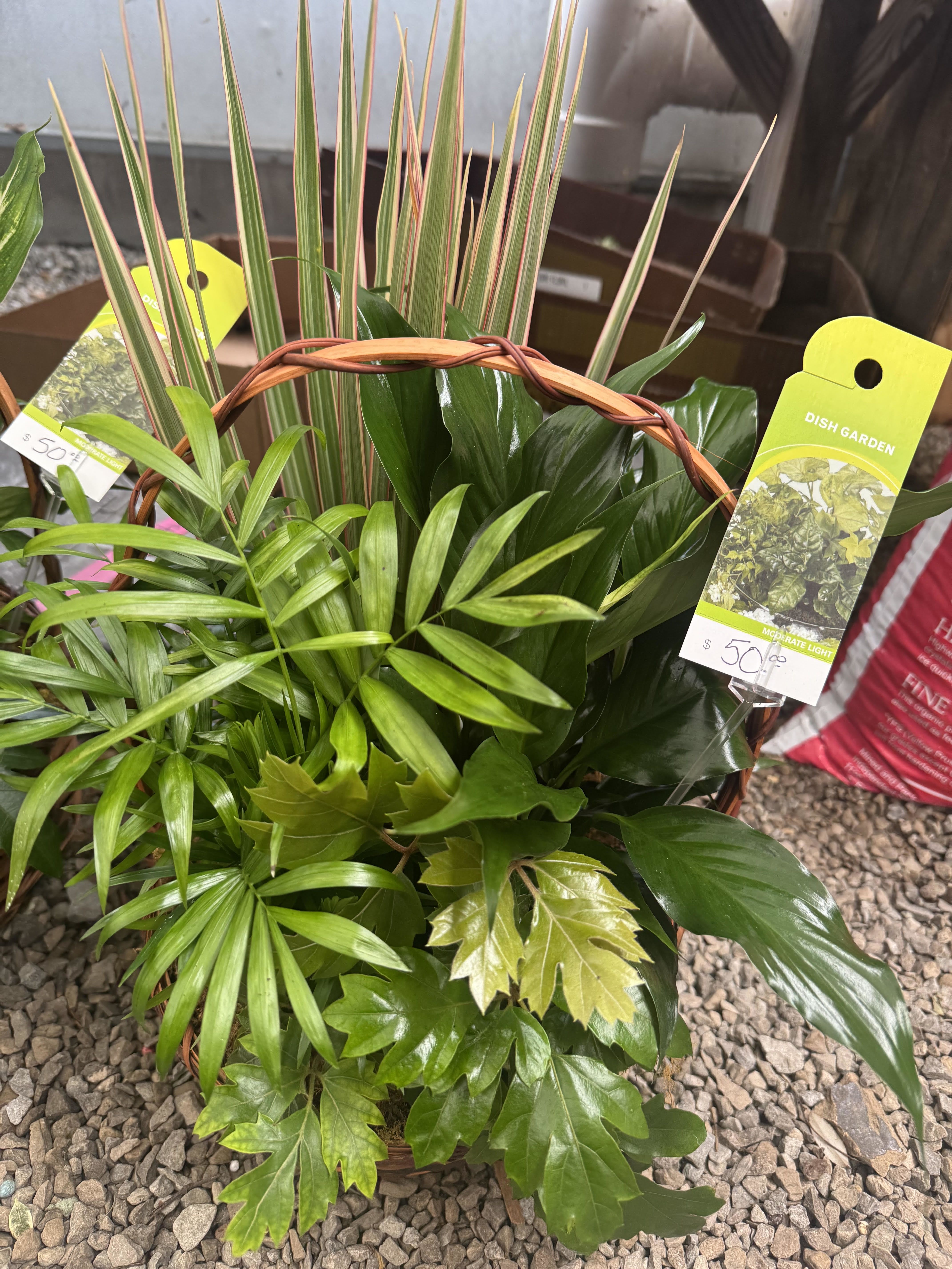 PLANTER-$50 - A garden planter in woven basket, different plants are available upon request (please note that some plants won't be available due to season or cost, thank you for your understanding)