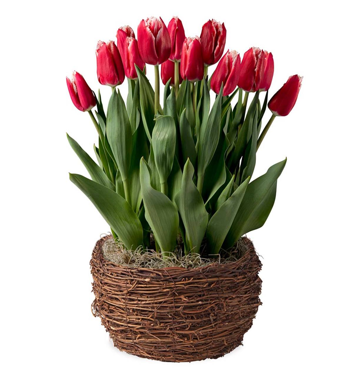 Tulip Plant - Available in different colors. Call in store for availability. 