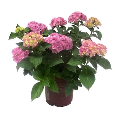Hydrangea Plant - Available in various colors. Call in store for availability. 