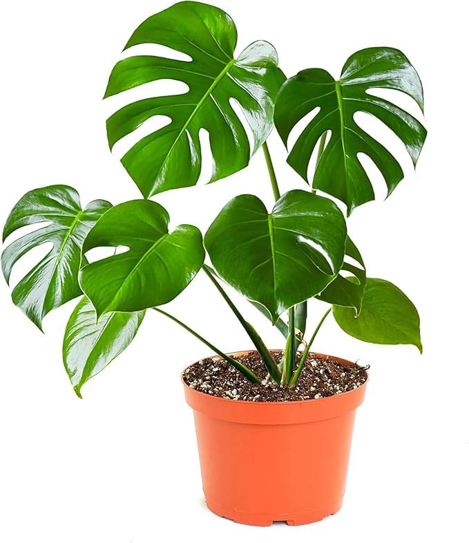 SMALL MONSTERA PLANT  - A small potted monstera plant, pot style may vary