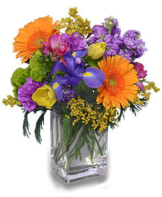 Compact Floral Blooms  - A compact floral vase with Gerber Daisies, Purple Stock, Purple Carnations, Yellow Tulips, Yellow Solidago, and Pink Alstroemeria